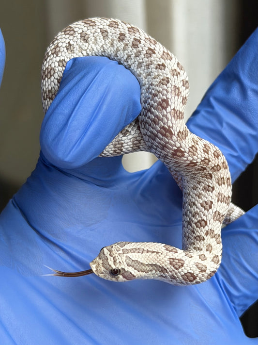 2025 北極毒藥 ♀ (H25387)