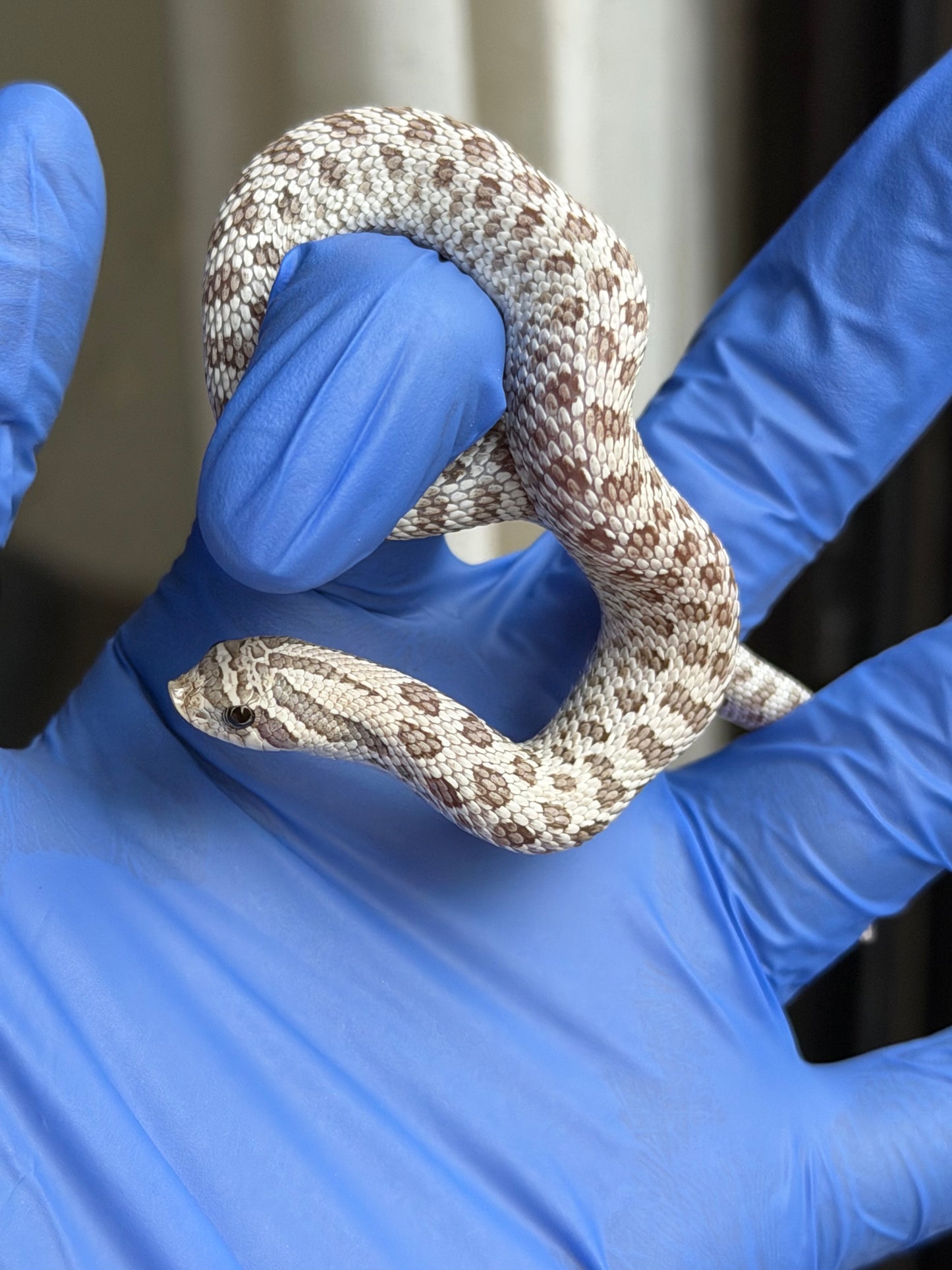 2025 北極毒藥 ♀ (H25387)