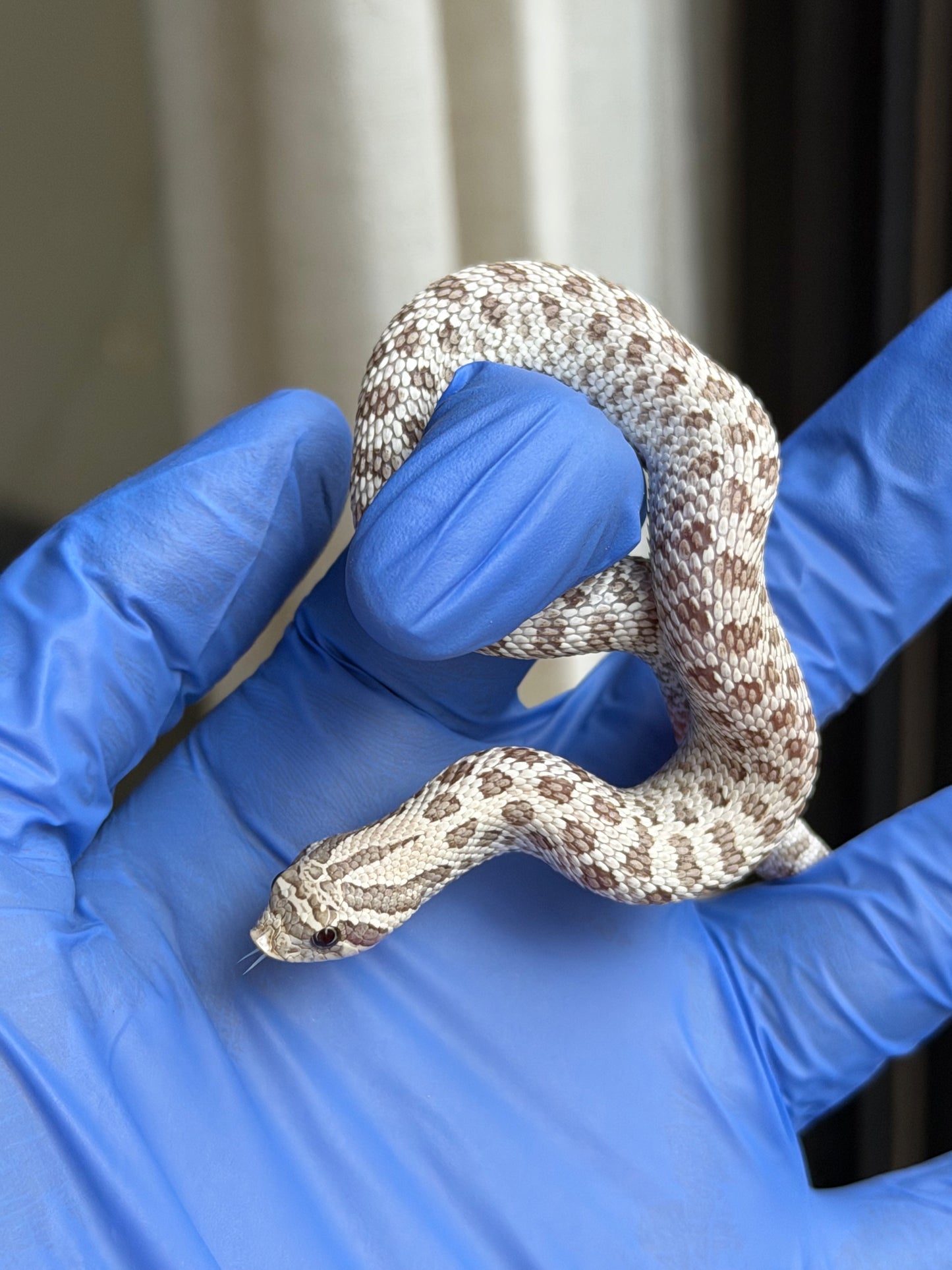 2025 北極毒藥 ♀ (H25387)