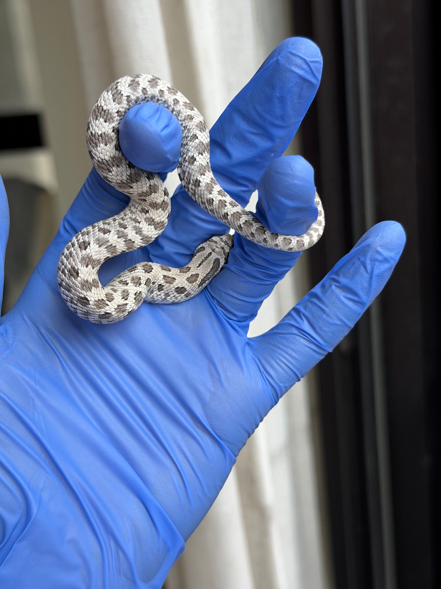 2025 缺黃Het毒藥 ♂ (H25348)