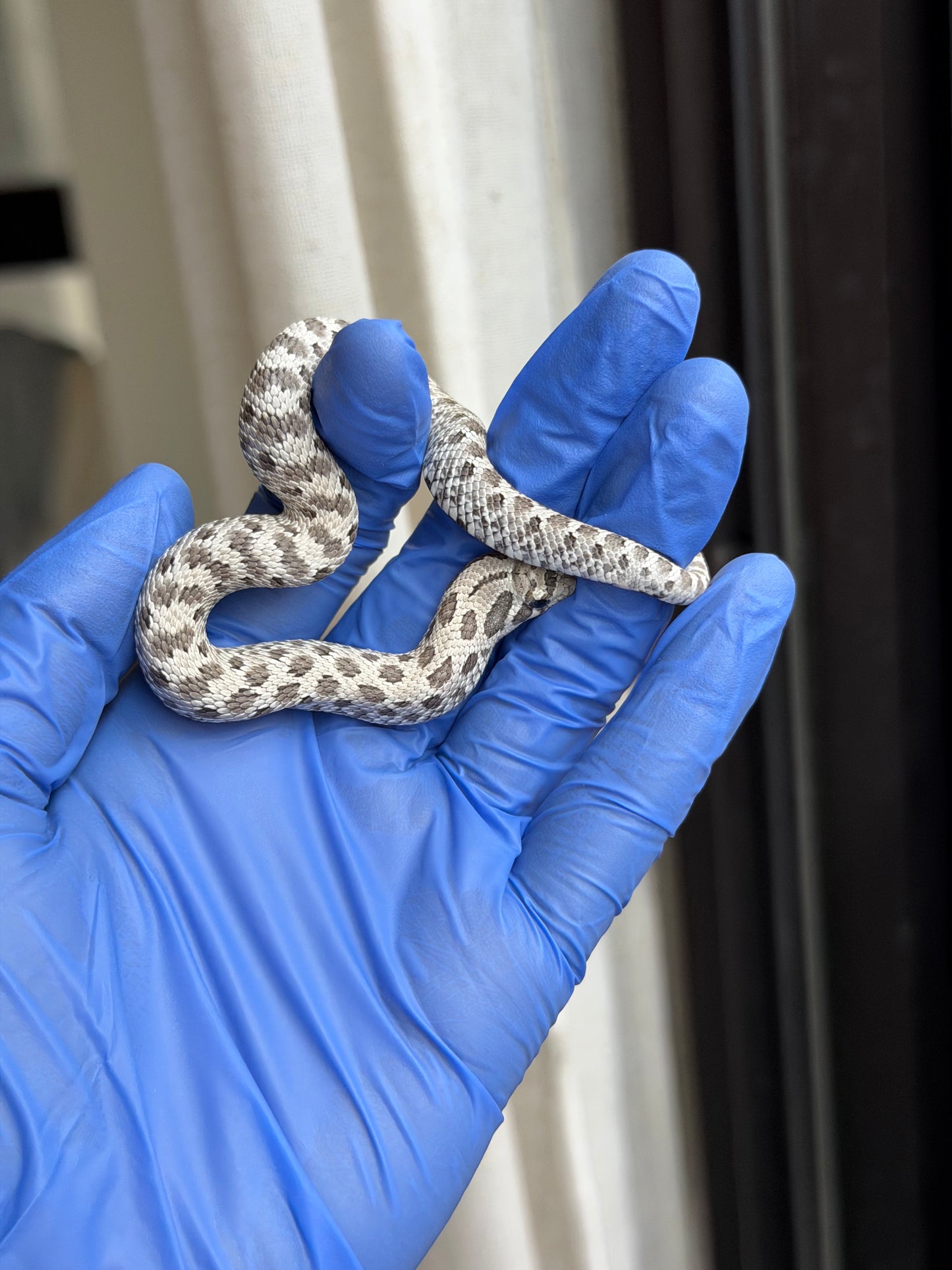 2025 缺黃Het毒藥 ♂ (H25348)