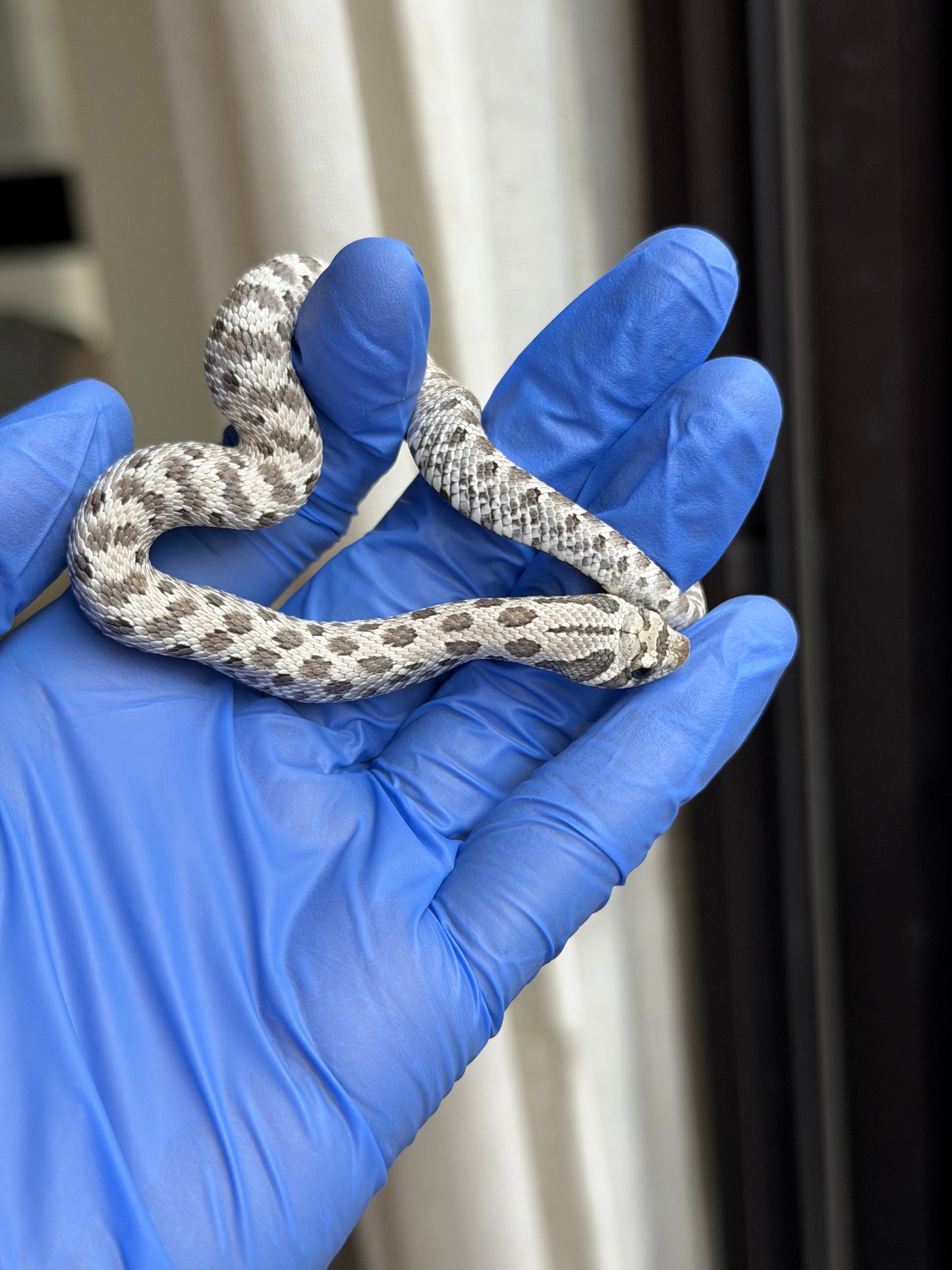 2025 缺黃Het毒藥 ♂ (H25348)