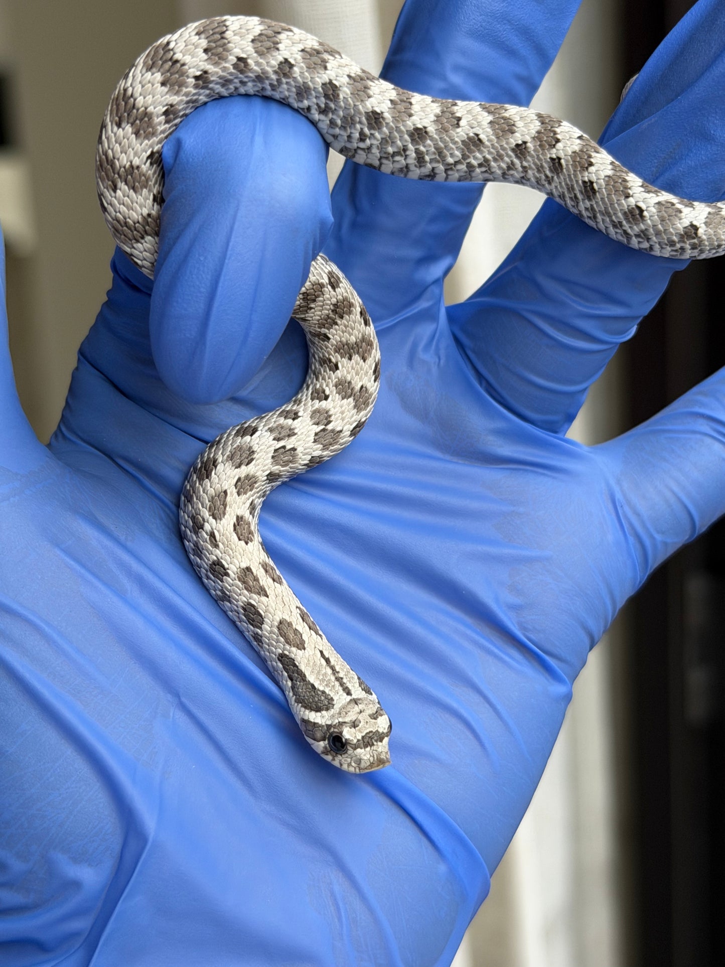 2025 缺黃Het毒藥 ♂ (H25348)