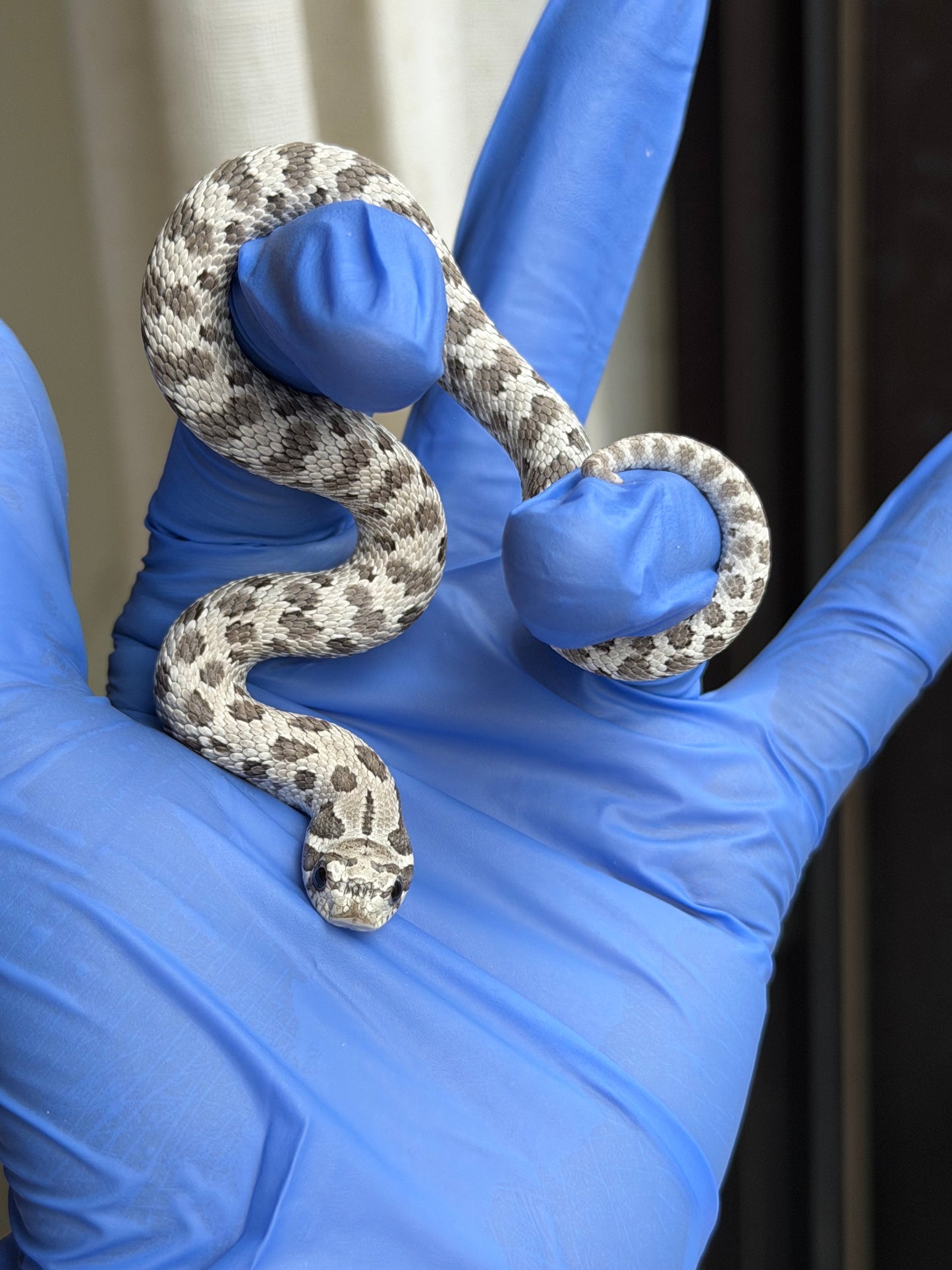 2025 缺黃Het毒藥 ♂ (H25348)