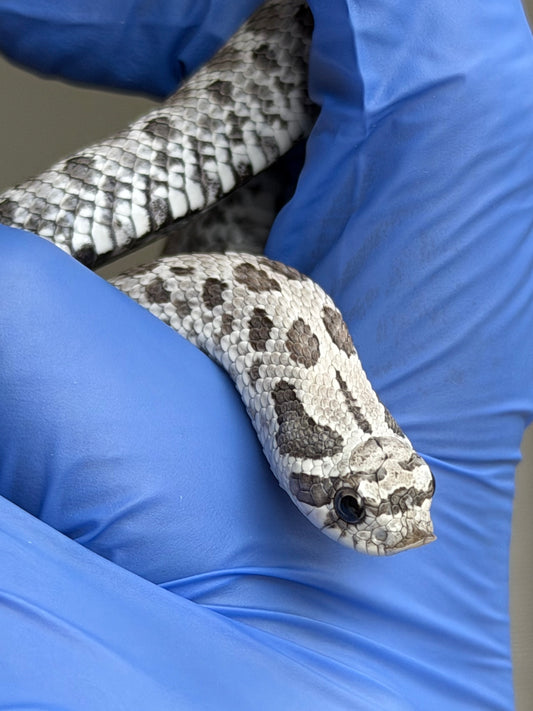 2025 缺黃Het毒藥 ♂ (H25348)