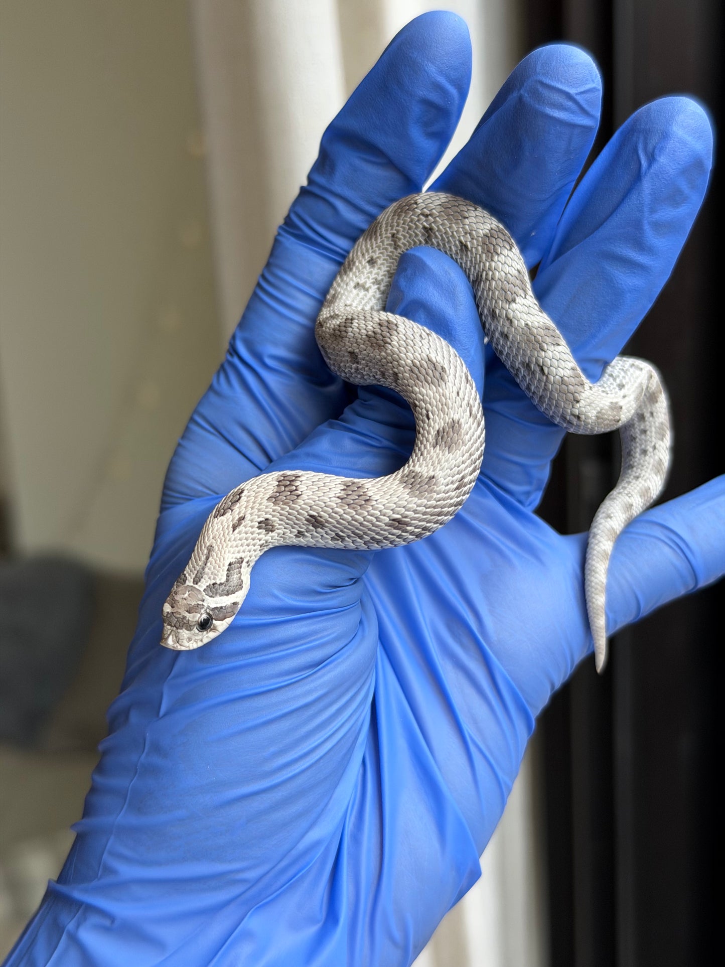 2025 缺黃康達Het毒藥 ♀ (H25345)