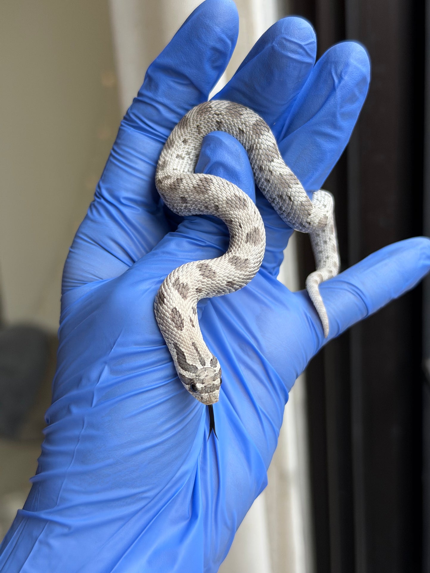 2025 缺黃康達Het毒藥 ♀ (H25345)