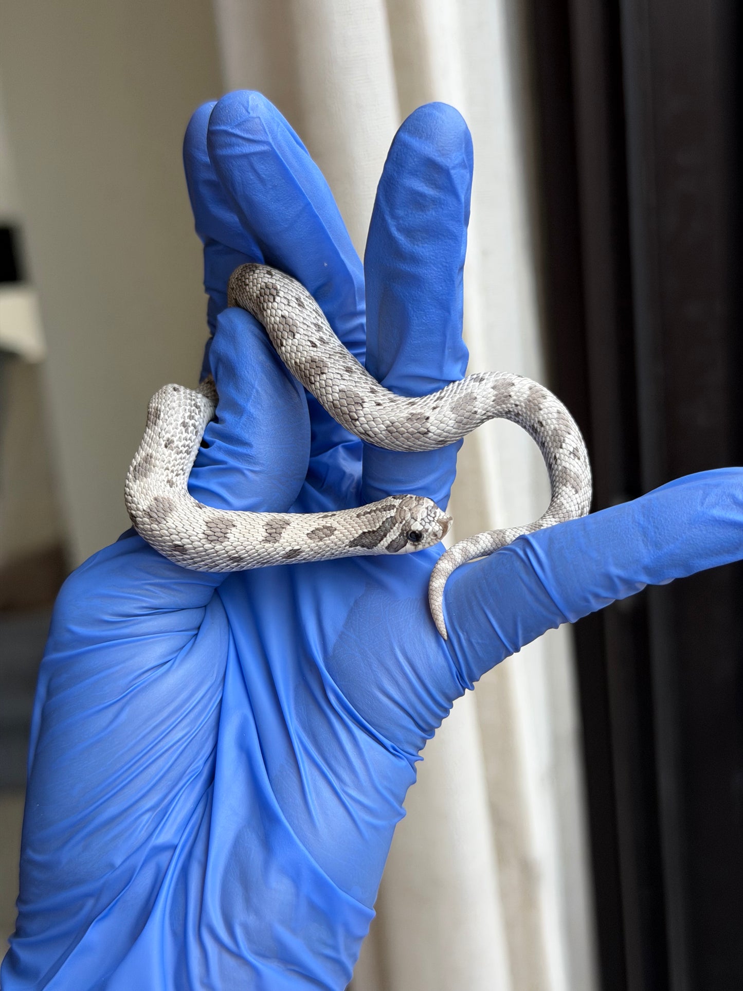 2025 缺黃康達Het毒藥 ♀ (H25345)