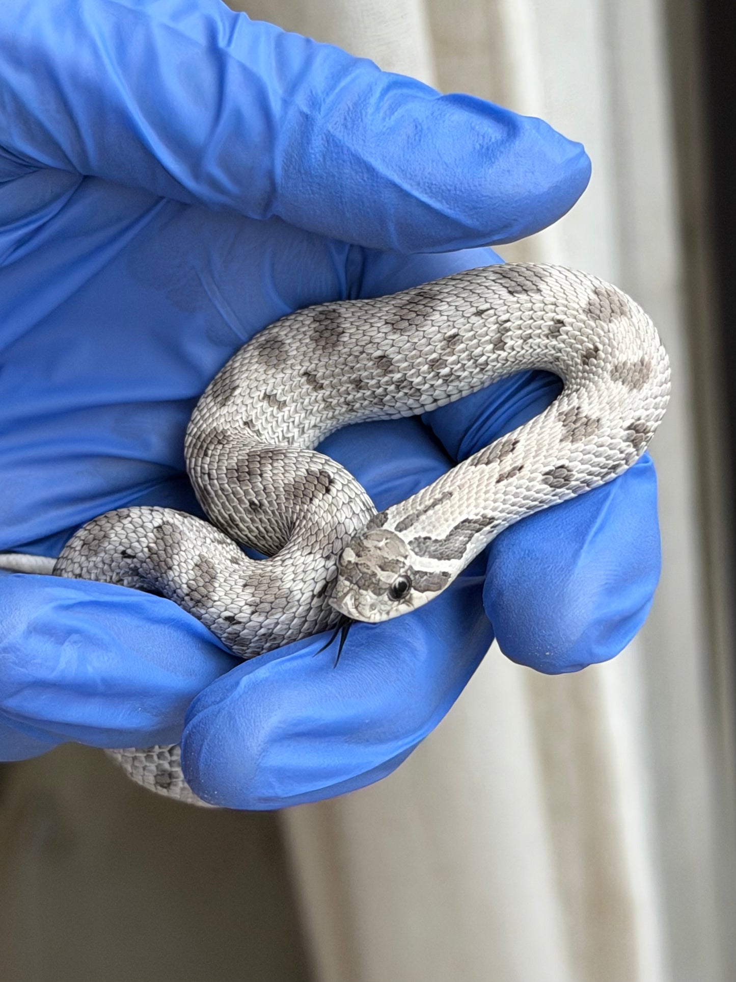 2025 缺黃康達Het毒藥 ♀ (H25345)