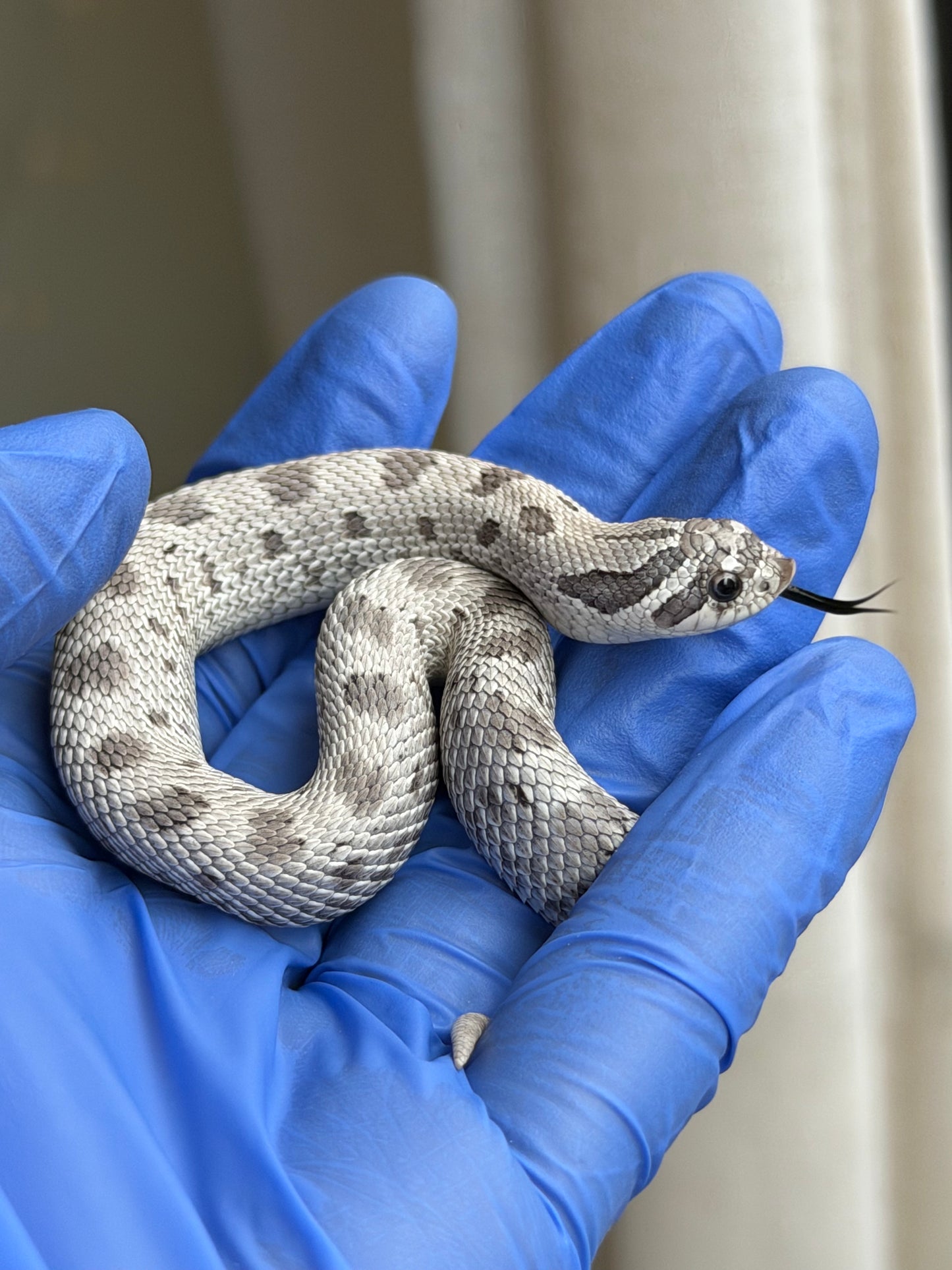 2025 缺黃康達Het毒藥 ♀ (H25345)