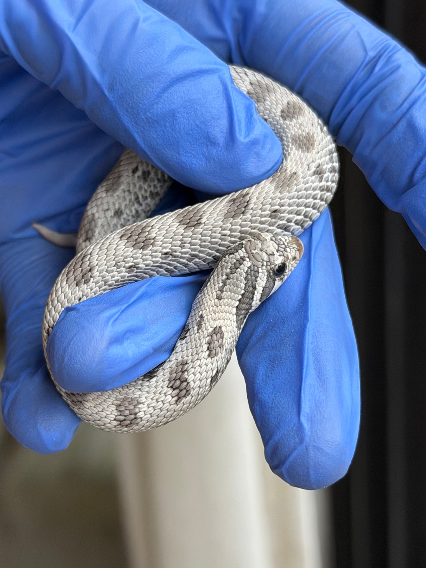 2025 缺黃康達Het毒藥 ♀ (H25345)