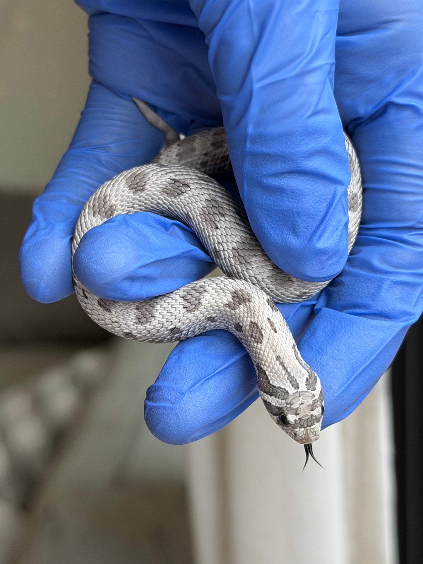 2025 缺黃康達Het毒藥 ♀ (H25345)