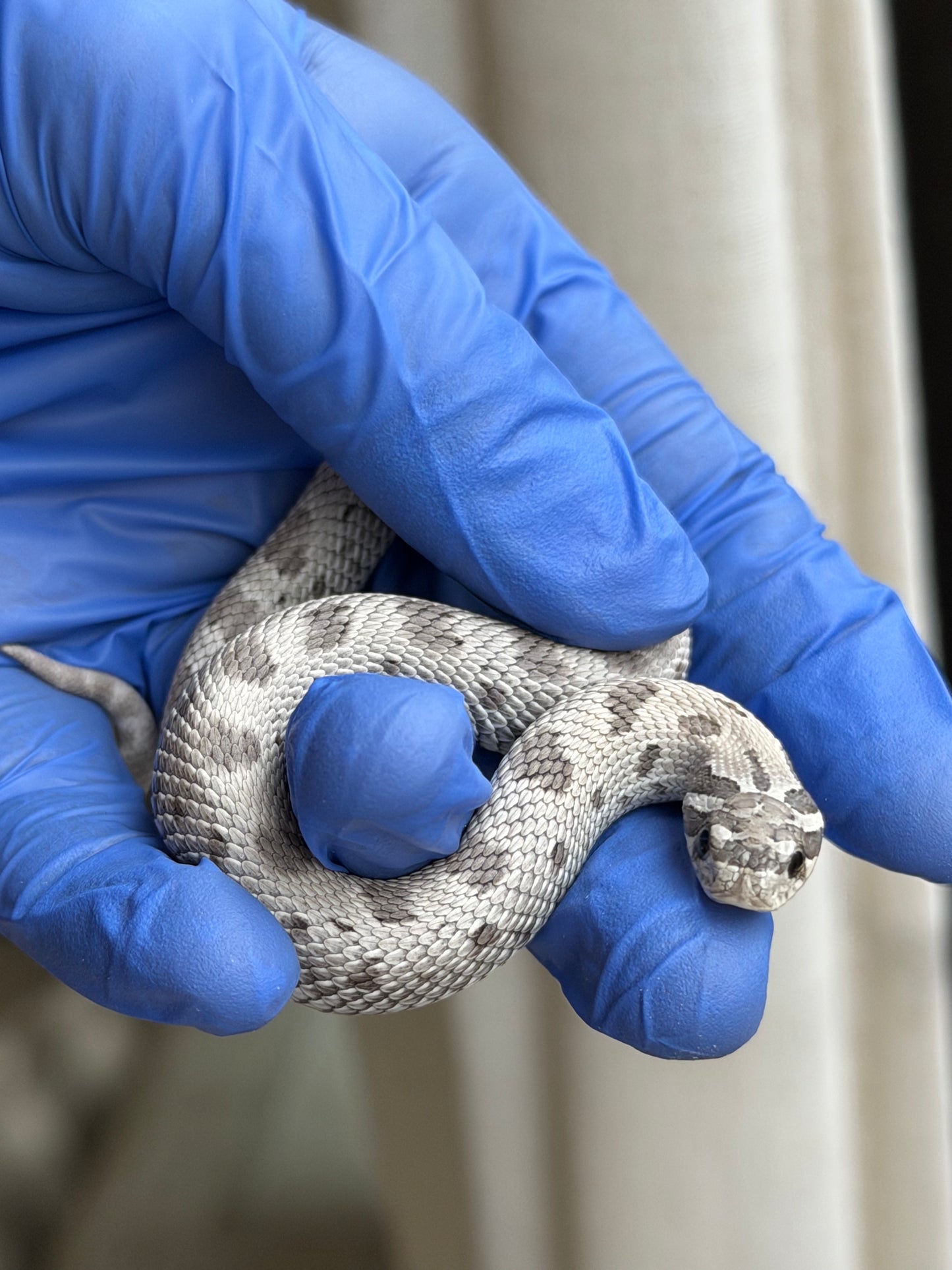 2025 缺黃康達Het毒藥 ♀ (H25345)