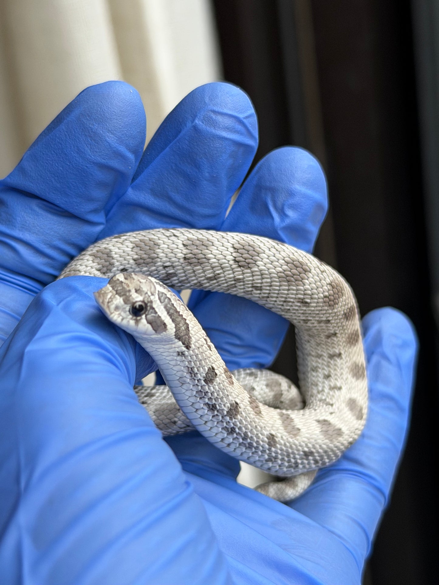 2025 缺黃康達Het毒藥 ♀ (H25345)