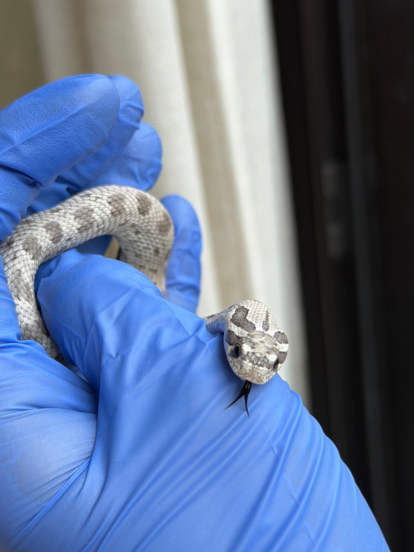 2025 缺黃康達Het毒藥 ♀ (H25345)