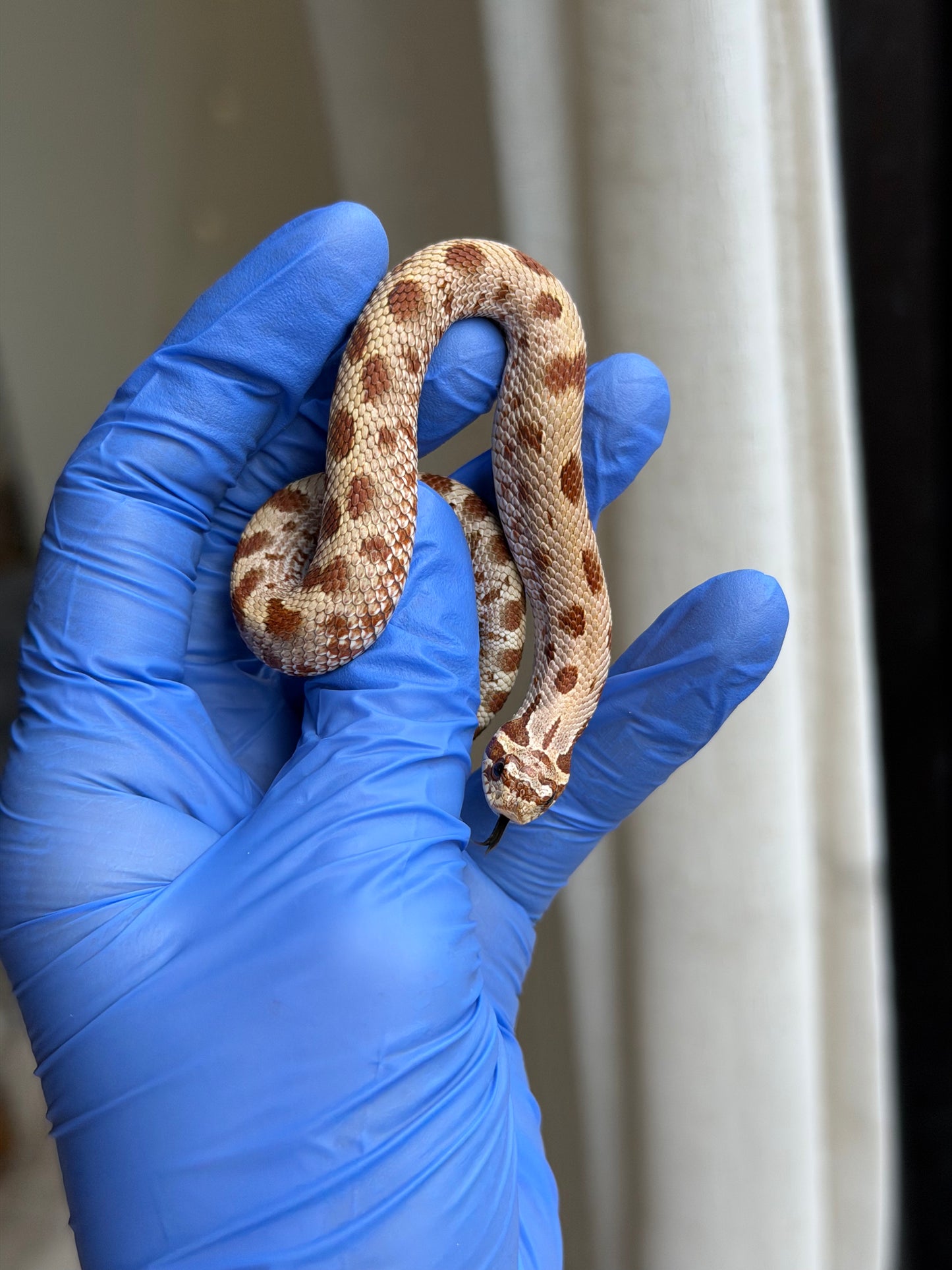 2025 康達Het毒藥 ♂ (H25350)