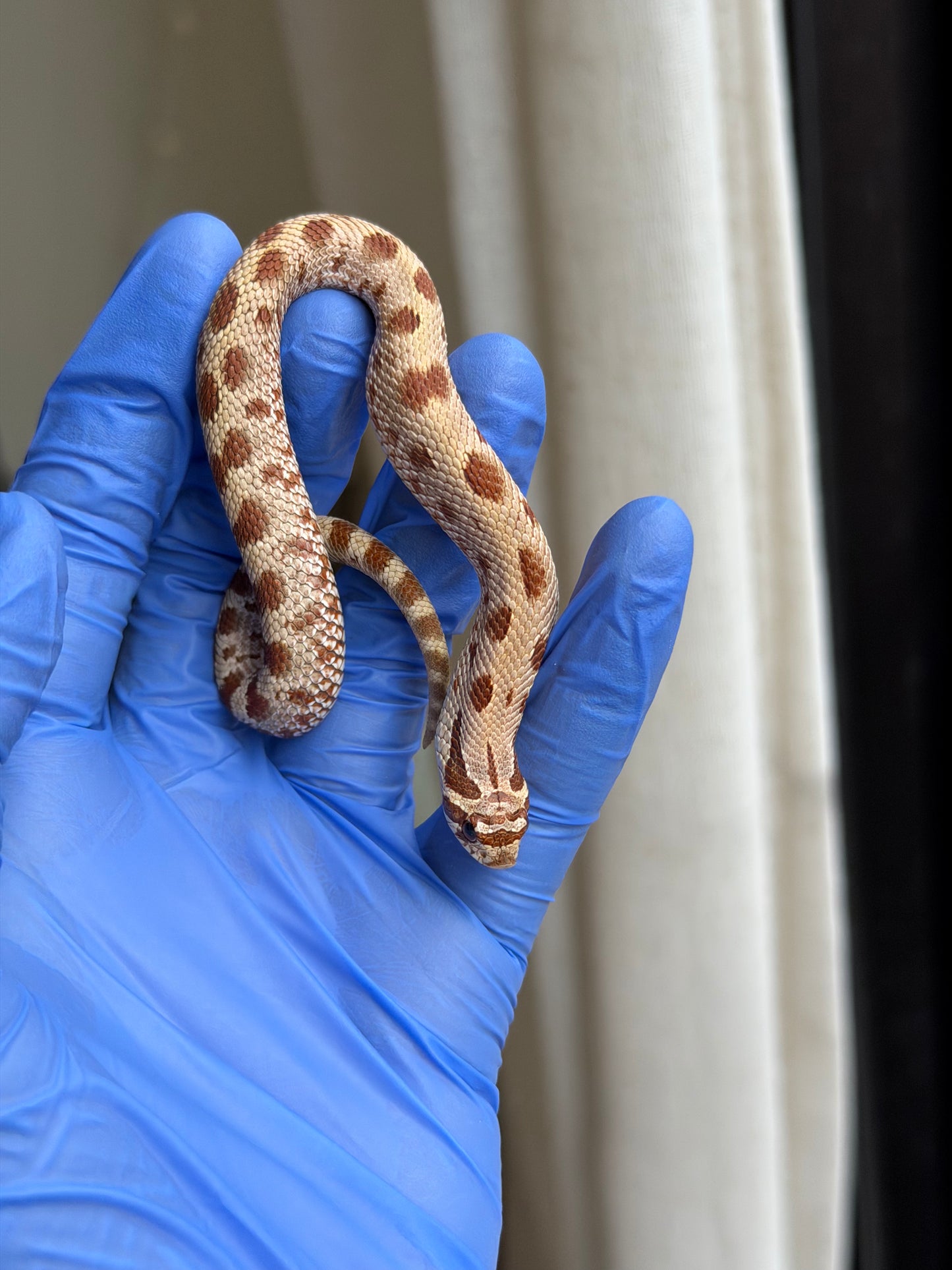 2025 康達Het毒藥 ♂ (H25350)