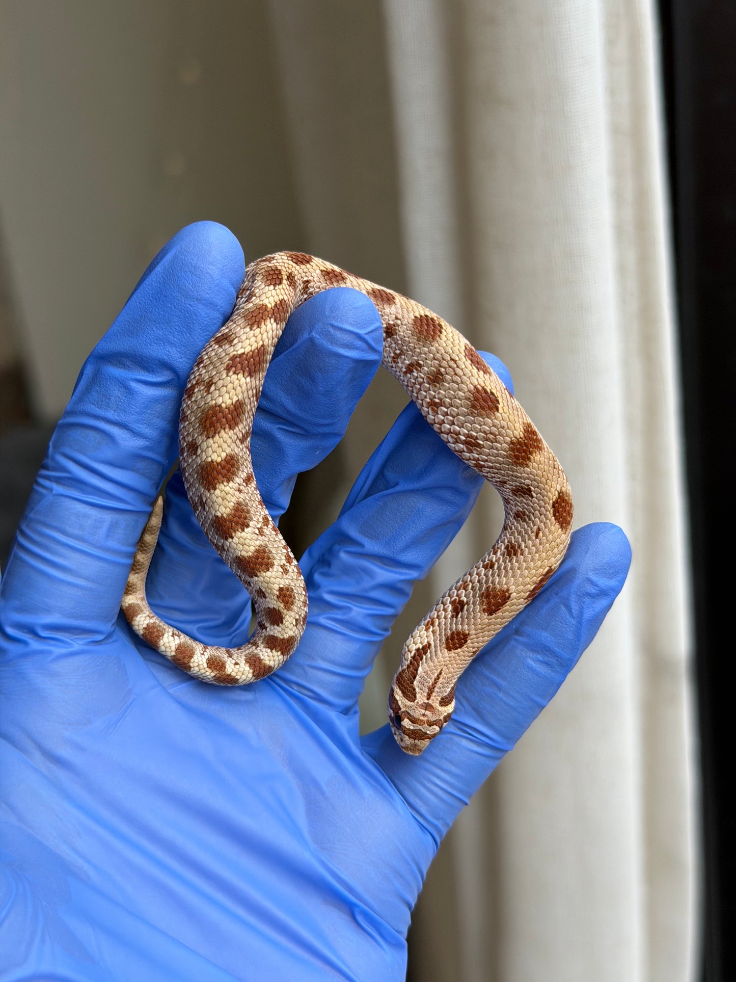 2025 康達Het毒藥 ♂ (H25350)