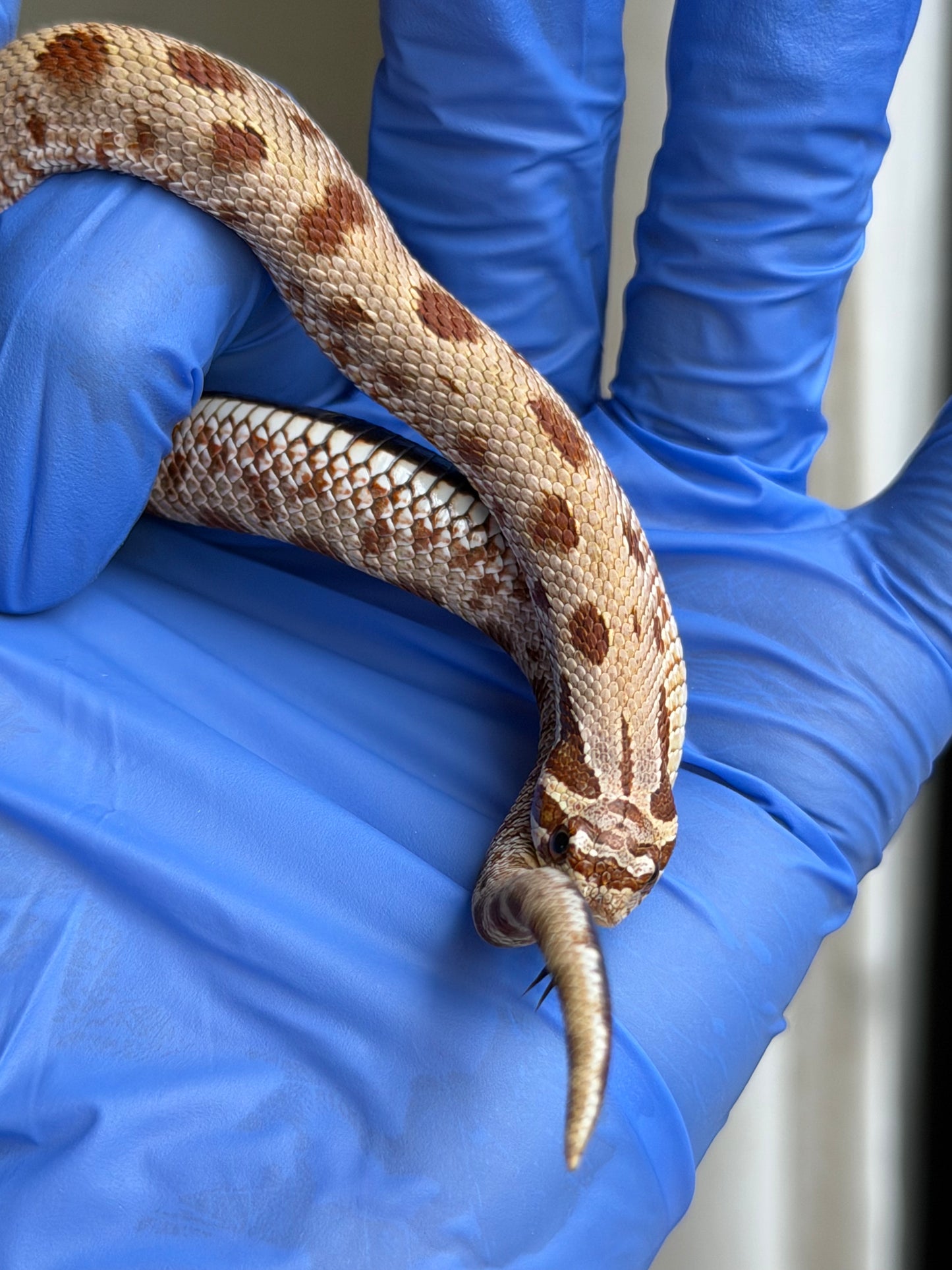 2025 康達Het毒藥 ♂ (H25350)