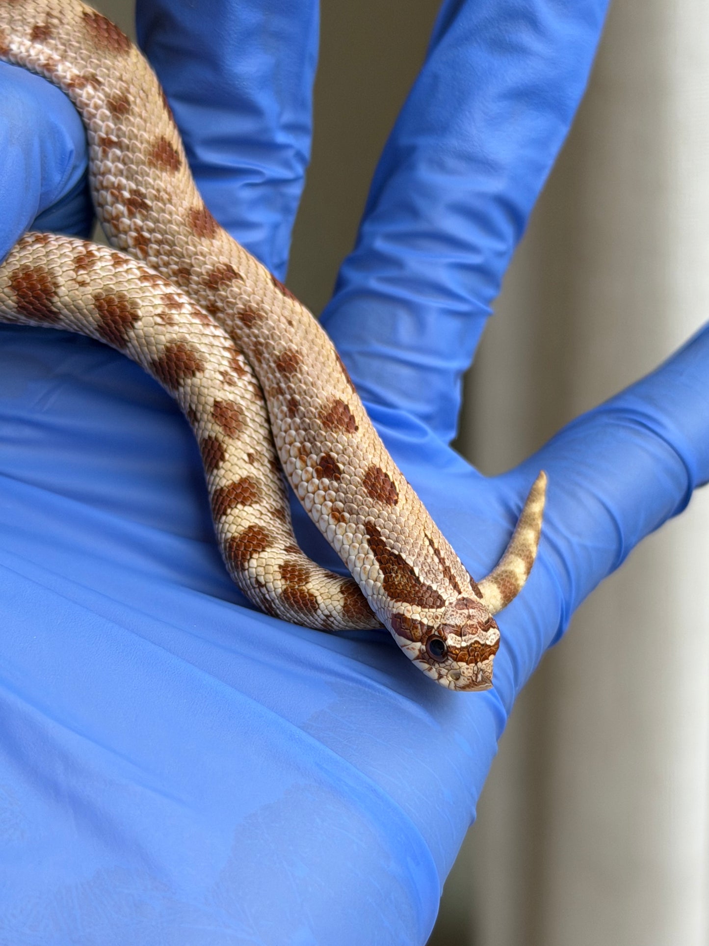 2025 康達Het毒藥 ♂ (H25350)