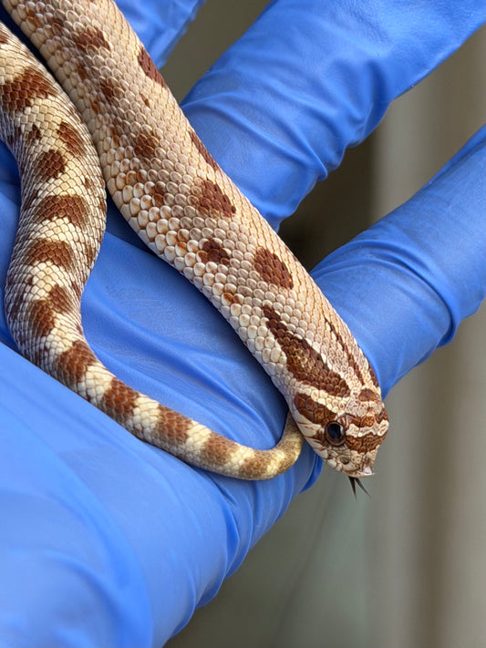 2025 康達Het毒藥 ♂ (H25350)