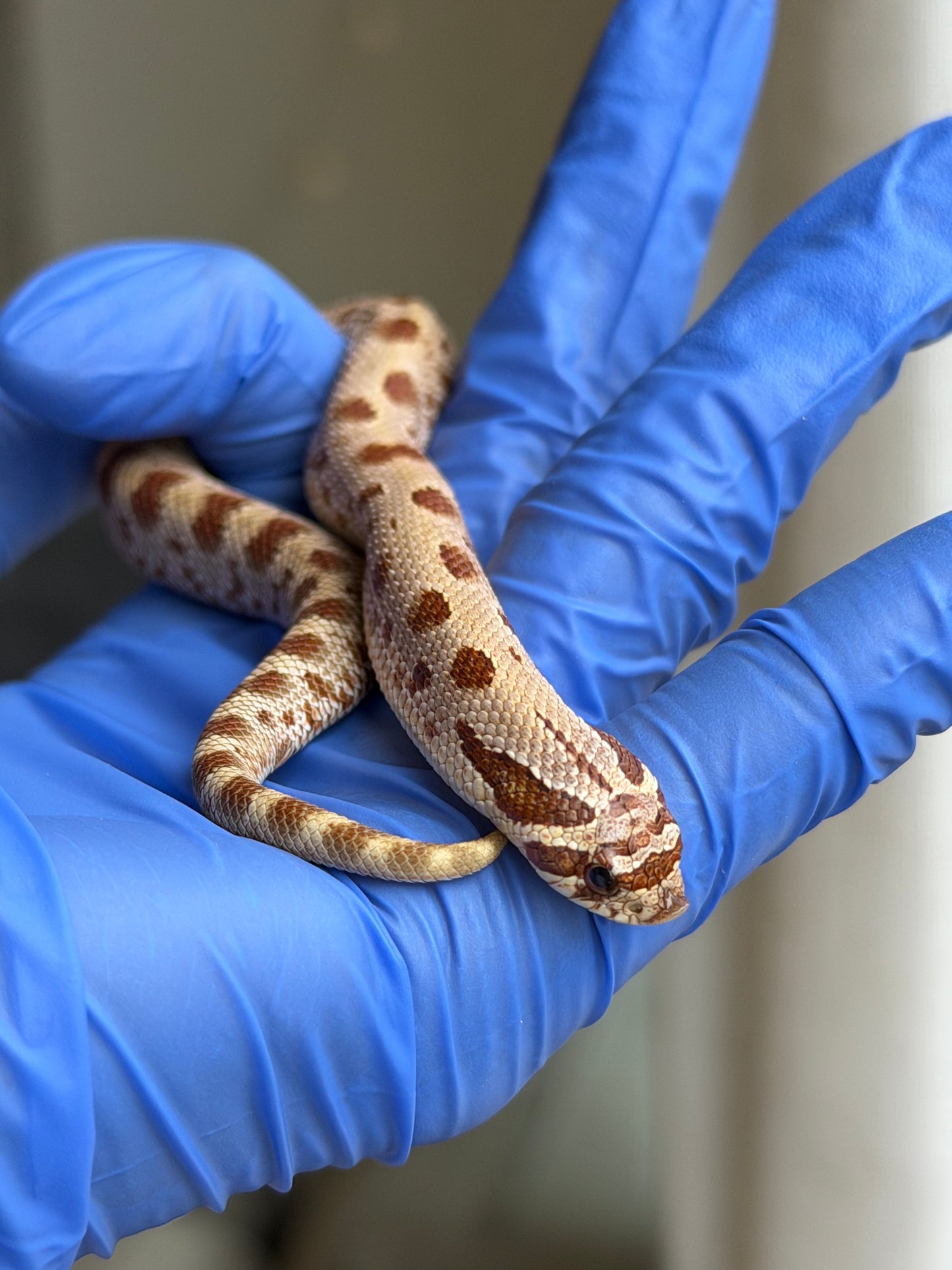 2025 康達Het毒藥 ♂ (H25350)