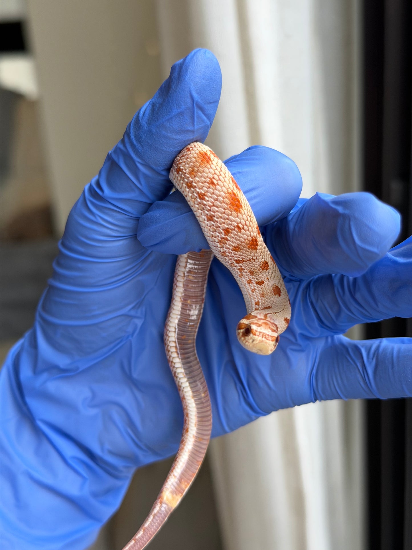 2025 太妃康達Het毒藥 ♂ (H25259)