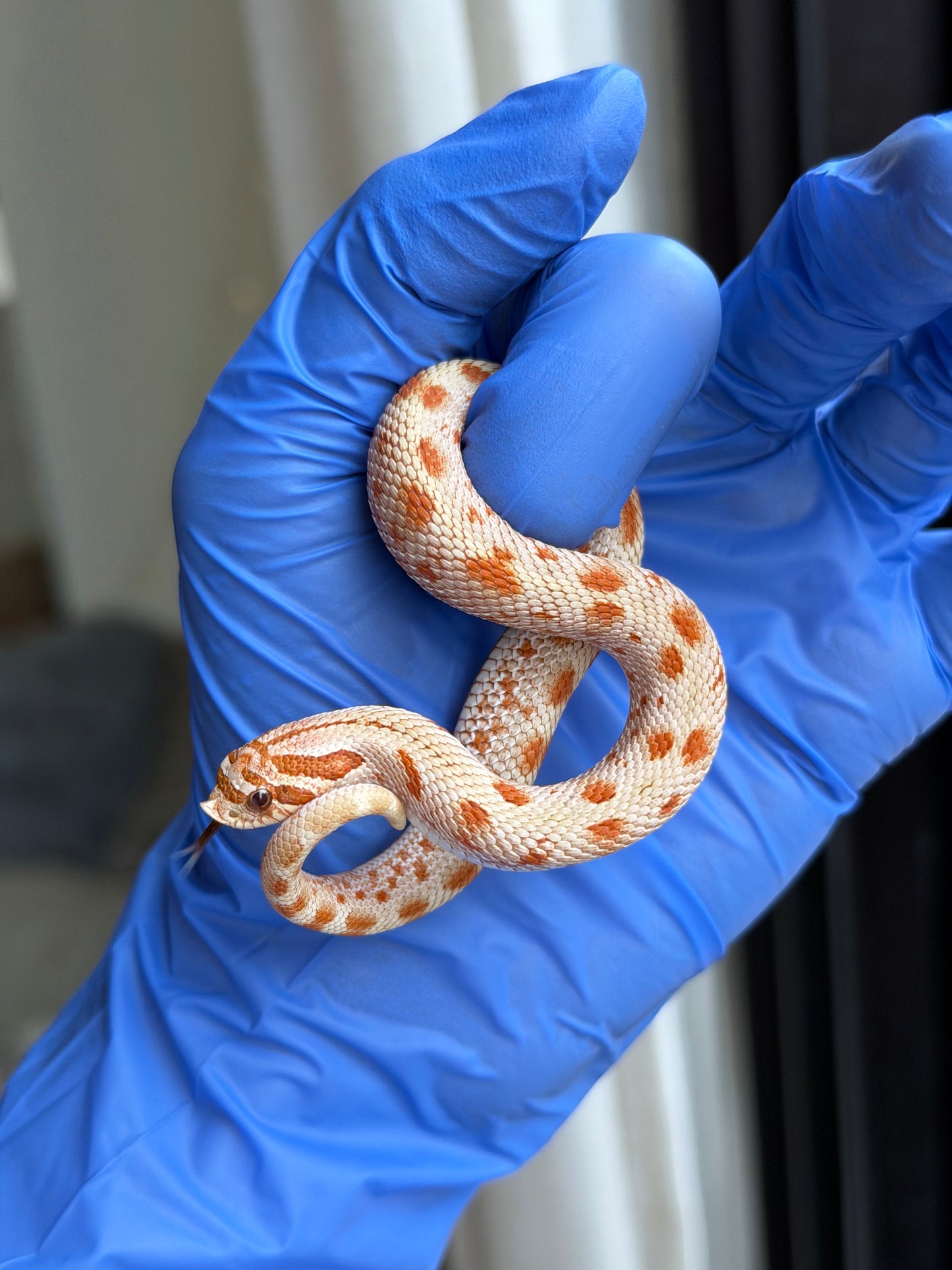 2025 太妃康達Het毒藥 ♂ (H25259)