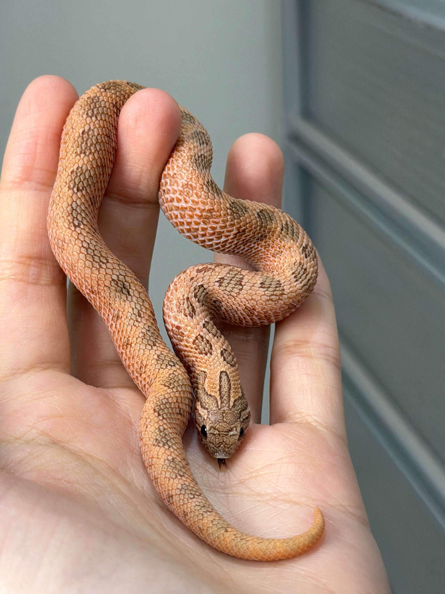 2025 北極邁泰康達 ♀ (H25338)