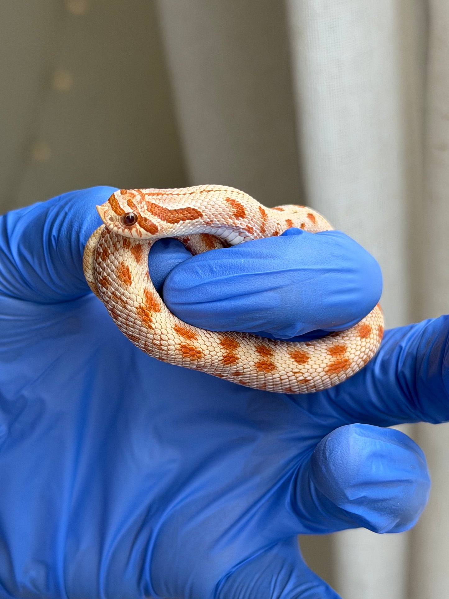 2025 太妃康達Het毒藥 ♂ (H25259)