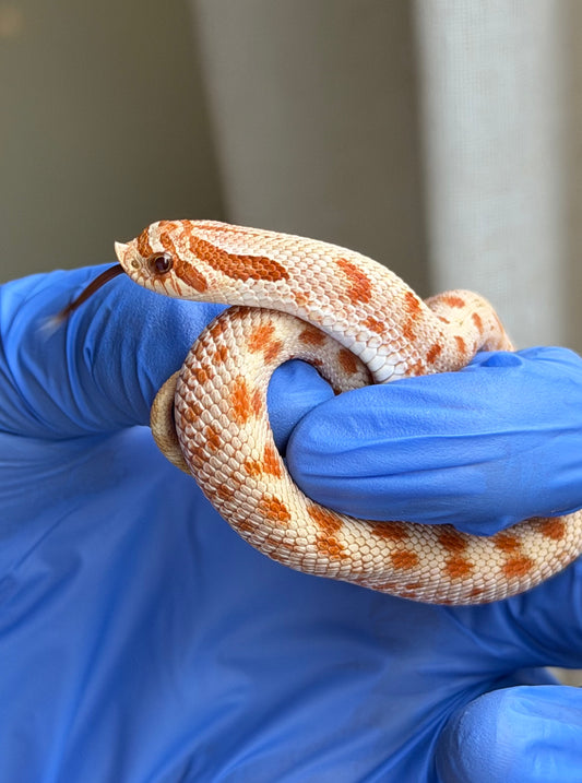 2025 太妃康達Het毒藥 ♂ (H25259)