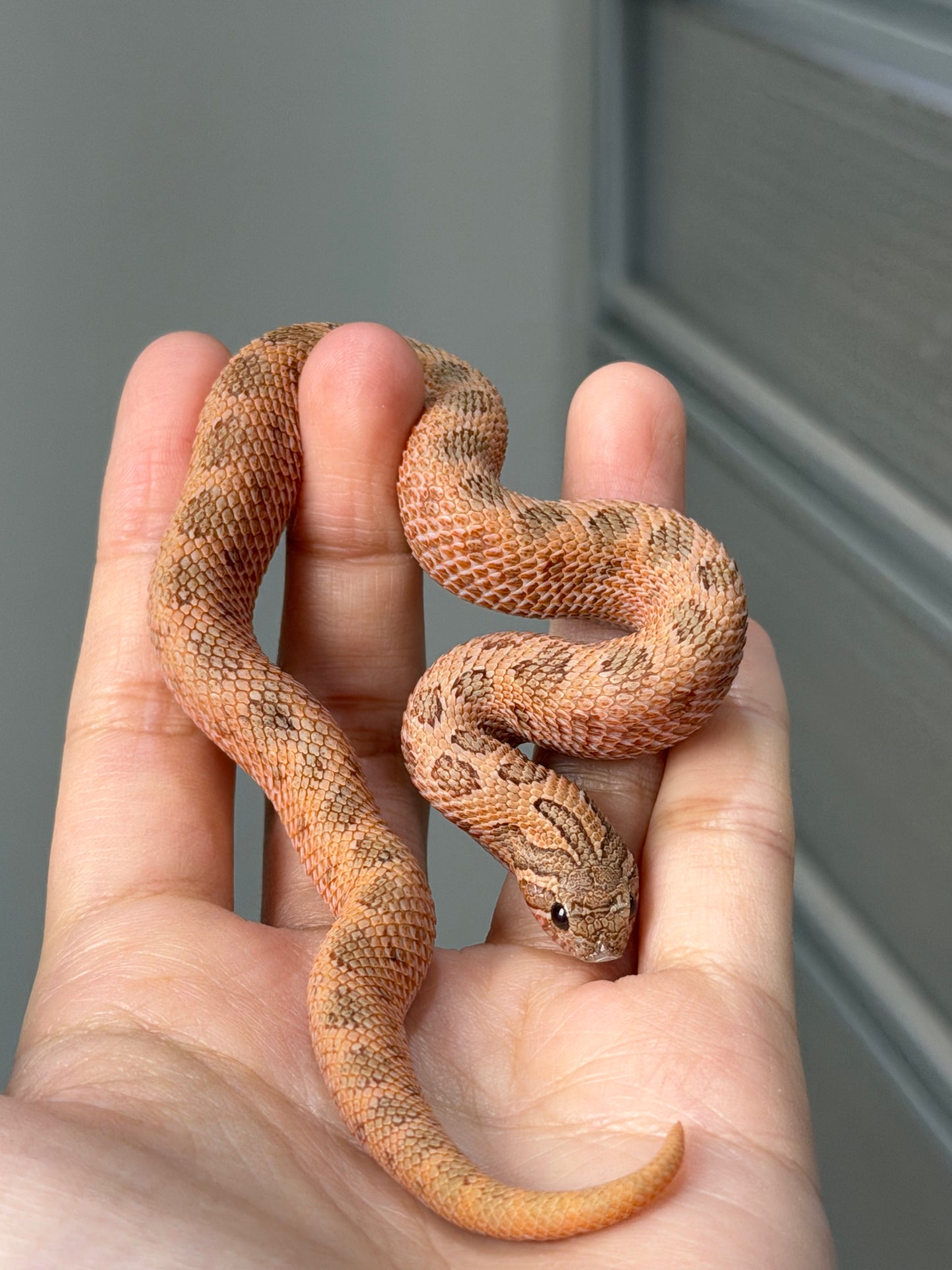 2025 北極邁泰康達 ♀ (H25338)