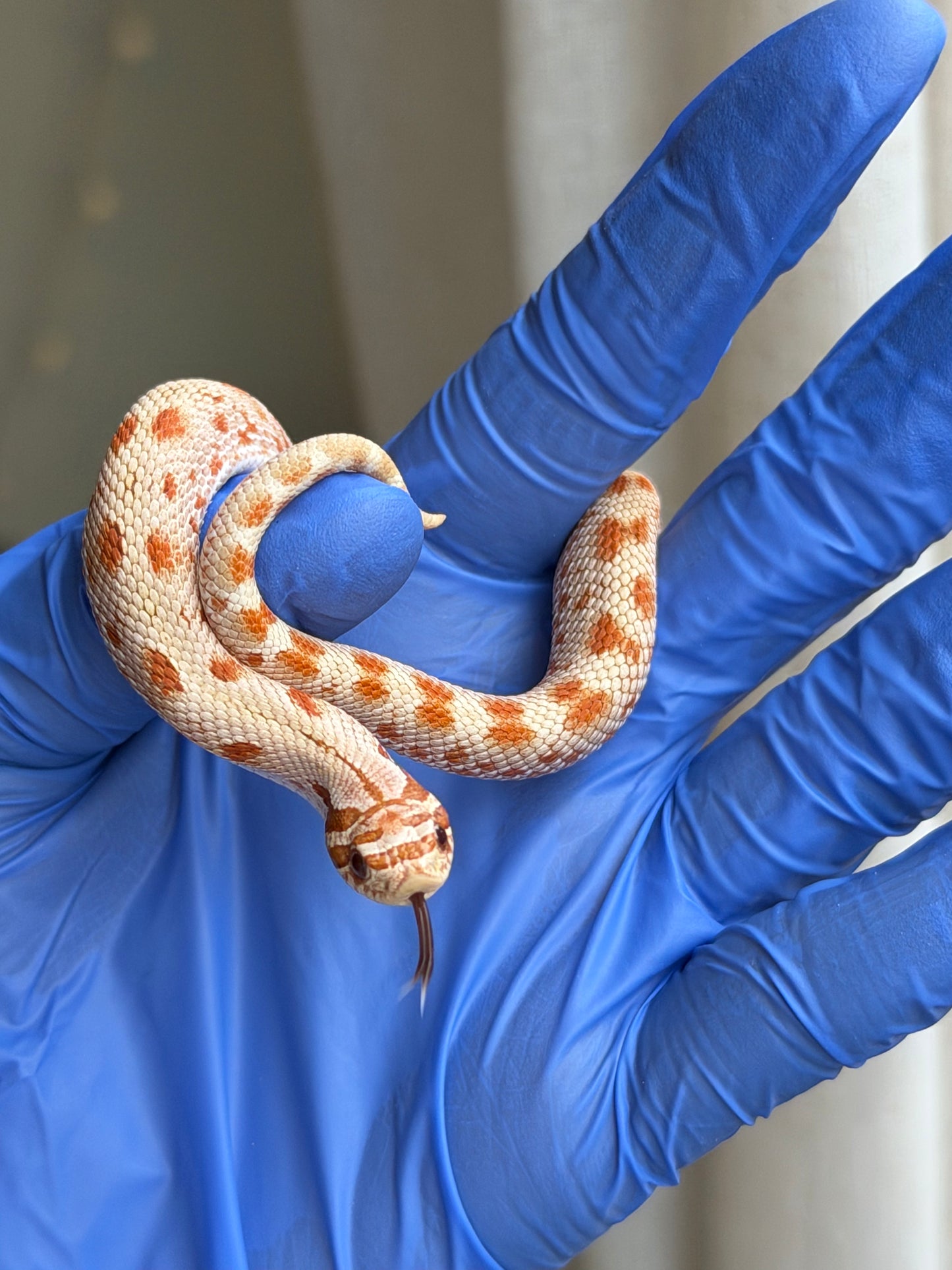 2025 太妃康達Het毒藥 ♂ (H25259)