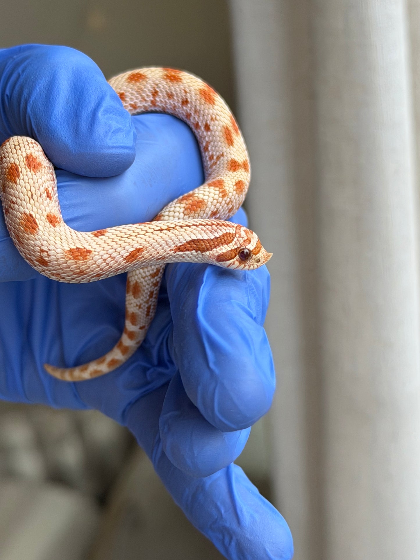 2025 太妃康達Het毒藥 ♂ (H25259)