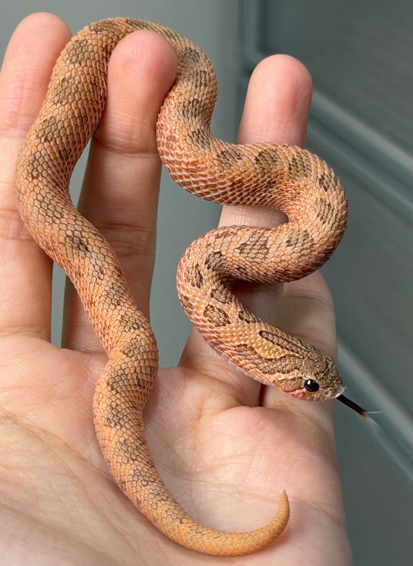 2025 北極邁泰康達 ♀ (H25338)