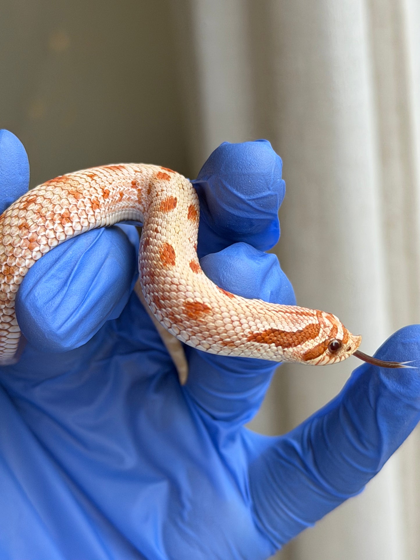 2025 太妃康達Het毒藥 ♂ (H25259)