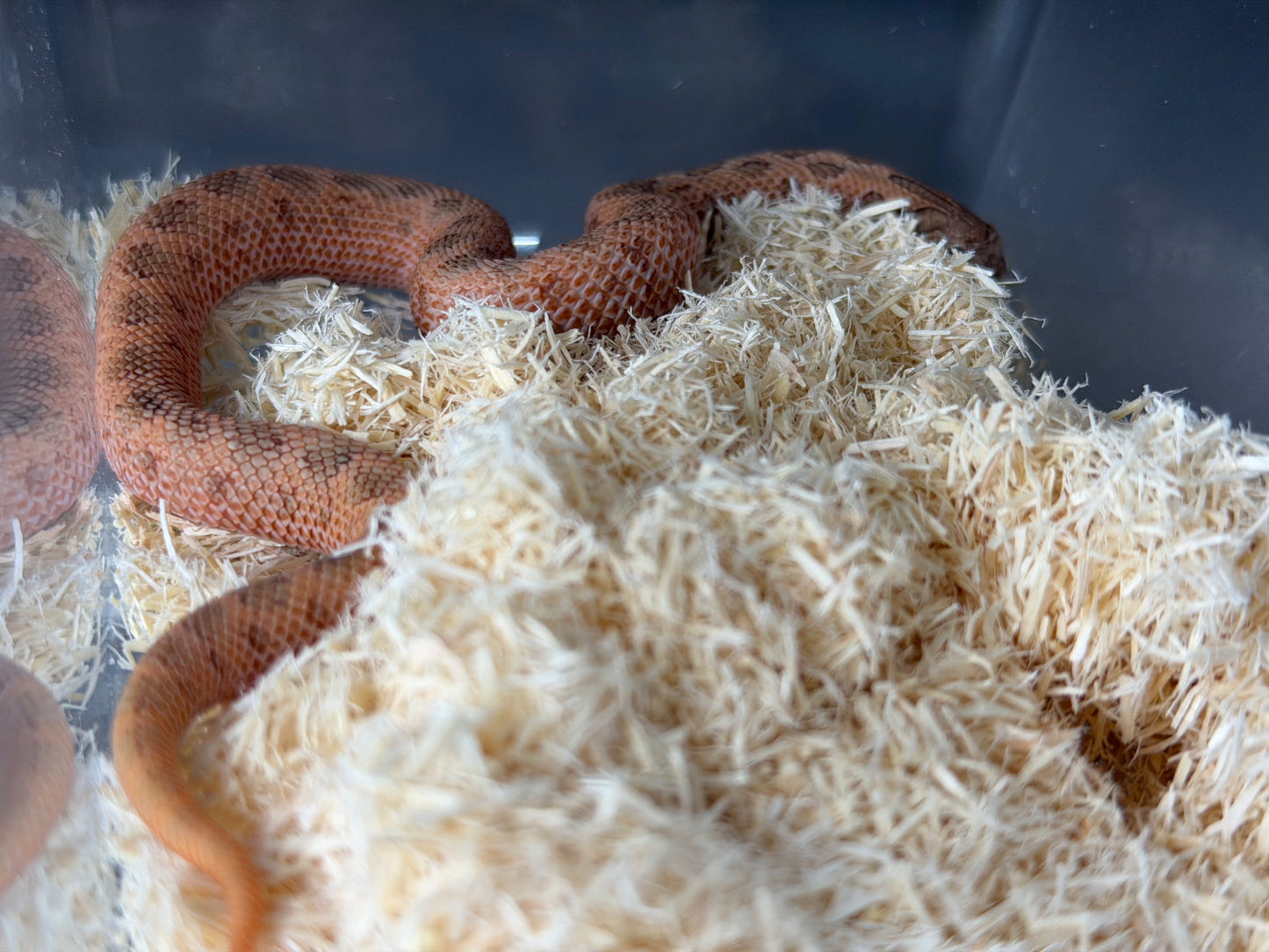 2025 北極邁泰康達 ♀ (H25338)