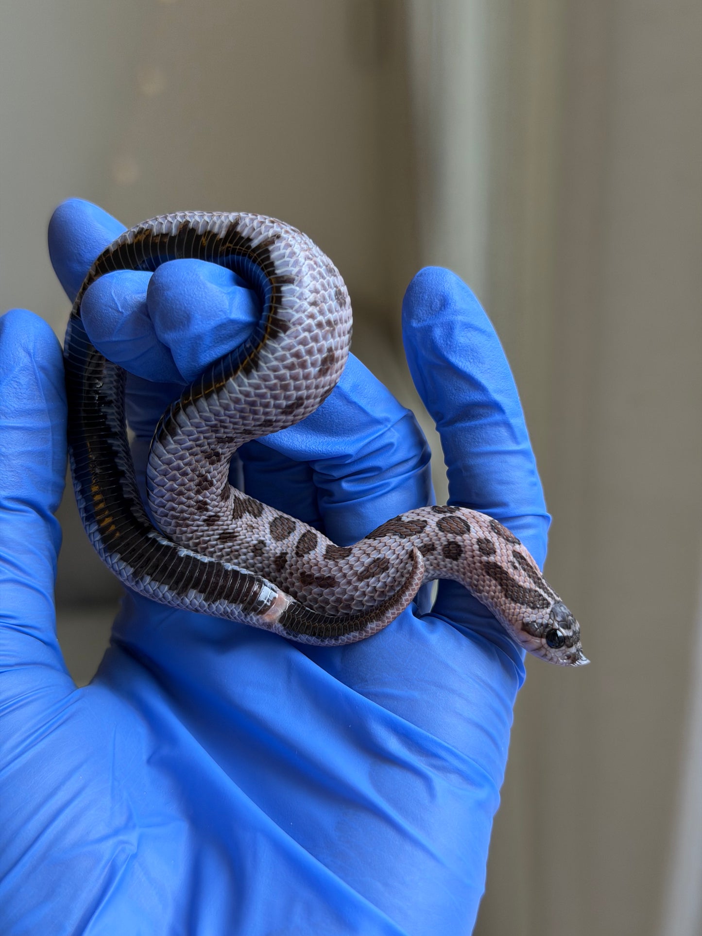 2025 超級北極紫貂康達Het白化 ♀ (H25363)