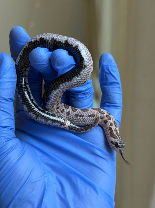 2025 超級北極紫貂康達Het白化 ♀ (H25363)