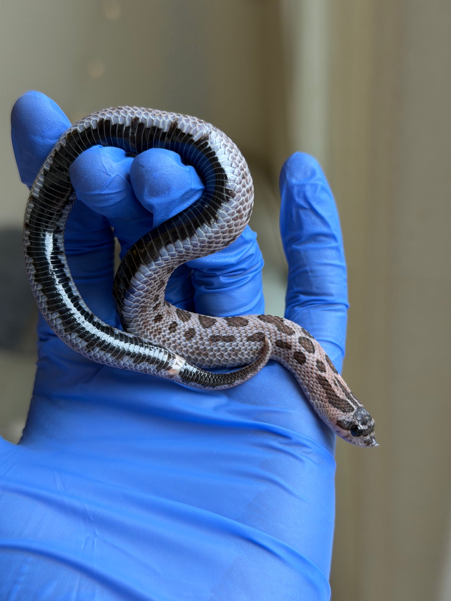 2025 超級北極紫貂康達Het白化 ♀ (H25363)