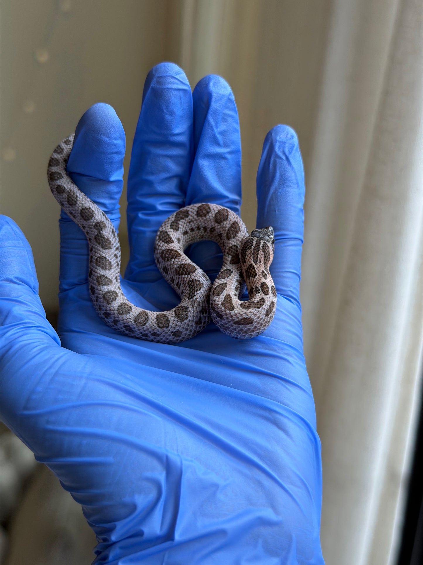 2025 超級北極紫貂康達Het白化 ♀ (H25363)