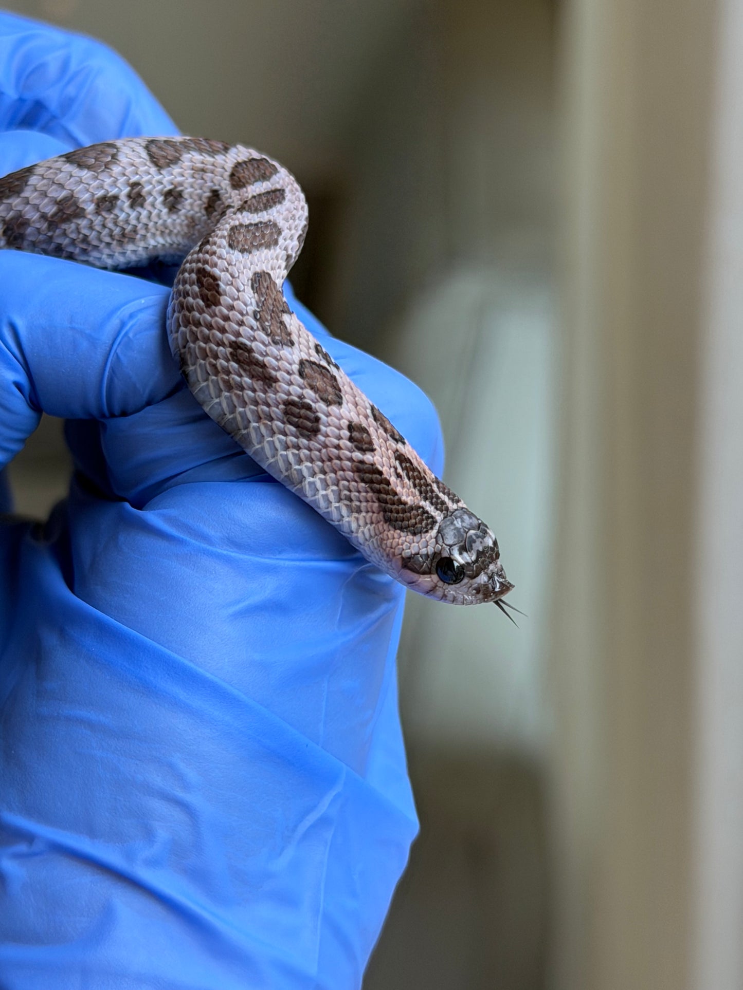 2025 超級北極紫貂康達Het白化 ♀ (H25363)