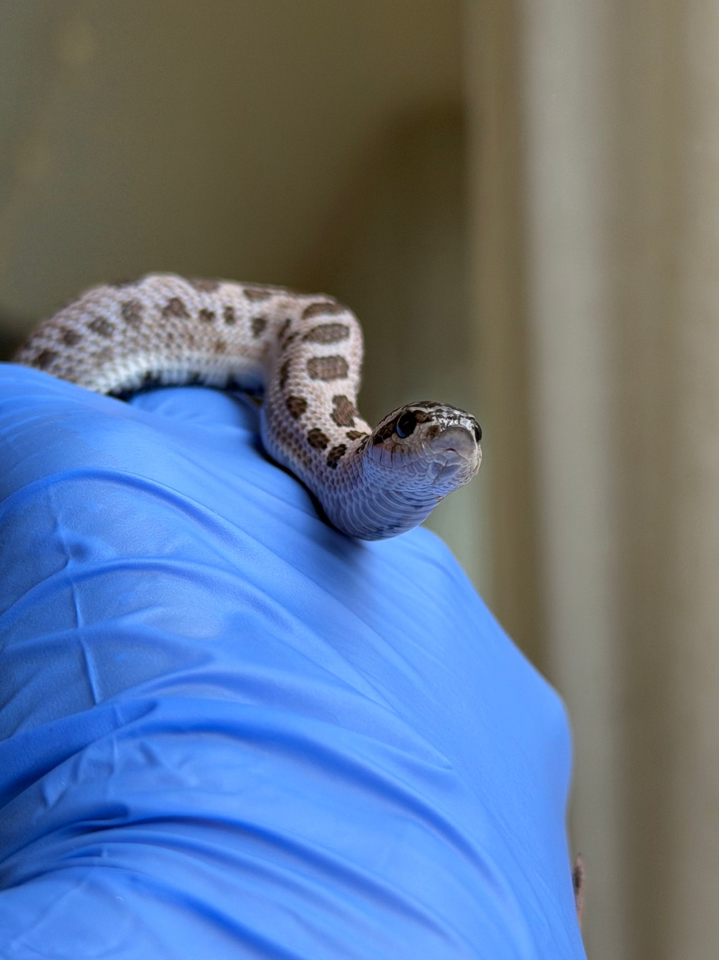 2025 超級北極紫貂康達Het白化 ♀ (H25363)