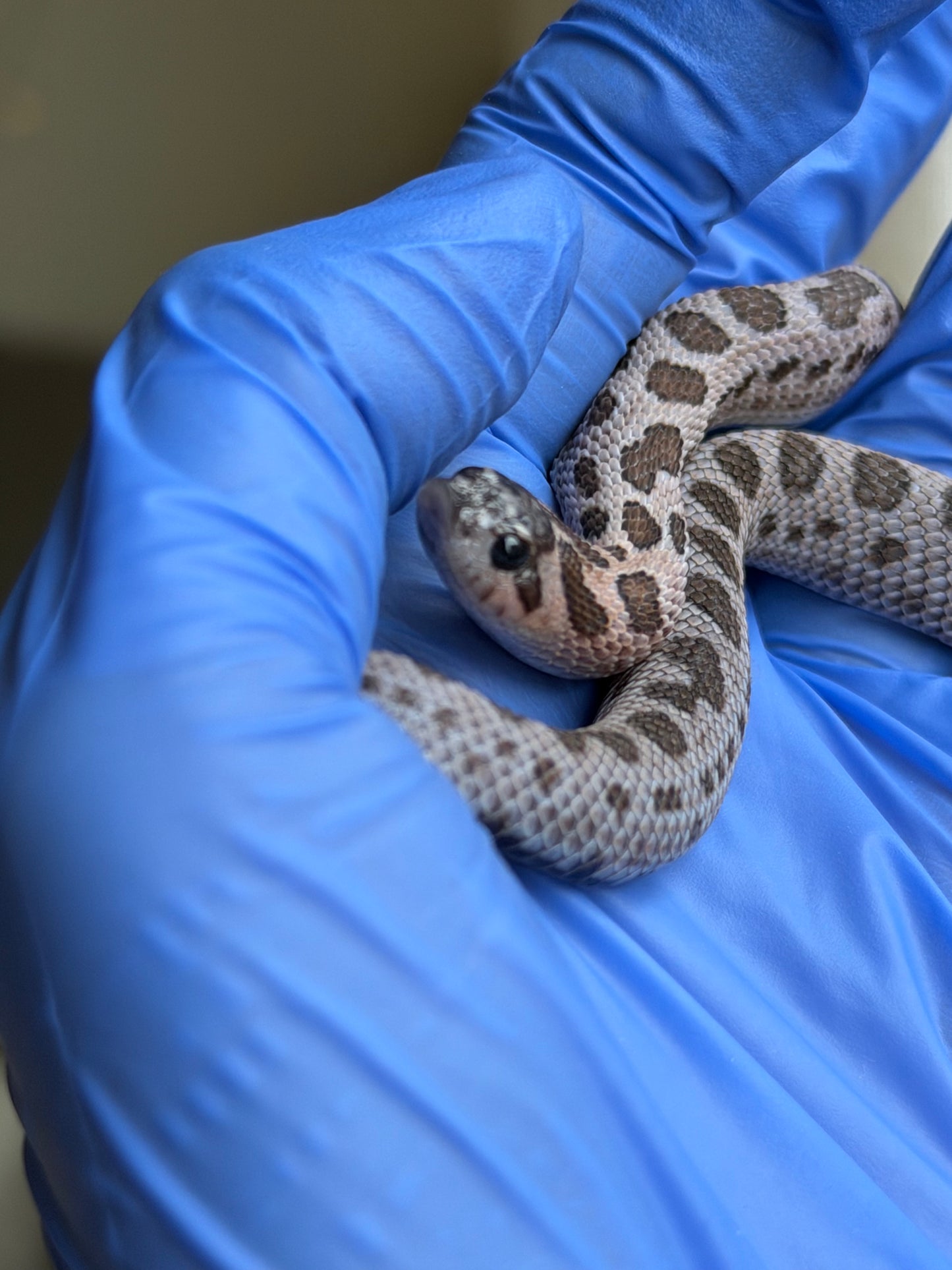 2025 超級北極紫貂康達Het白化 ♀ (H25363)