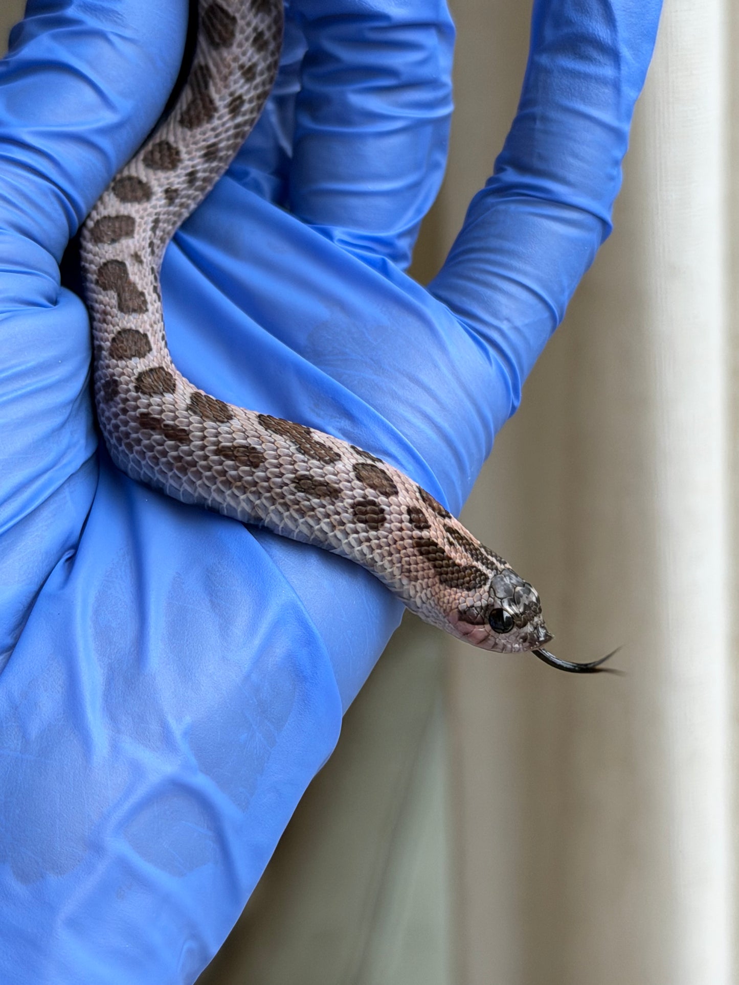 2025 超級北極紫貂康達Het白化 ♀ (H25363)