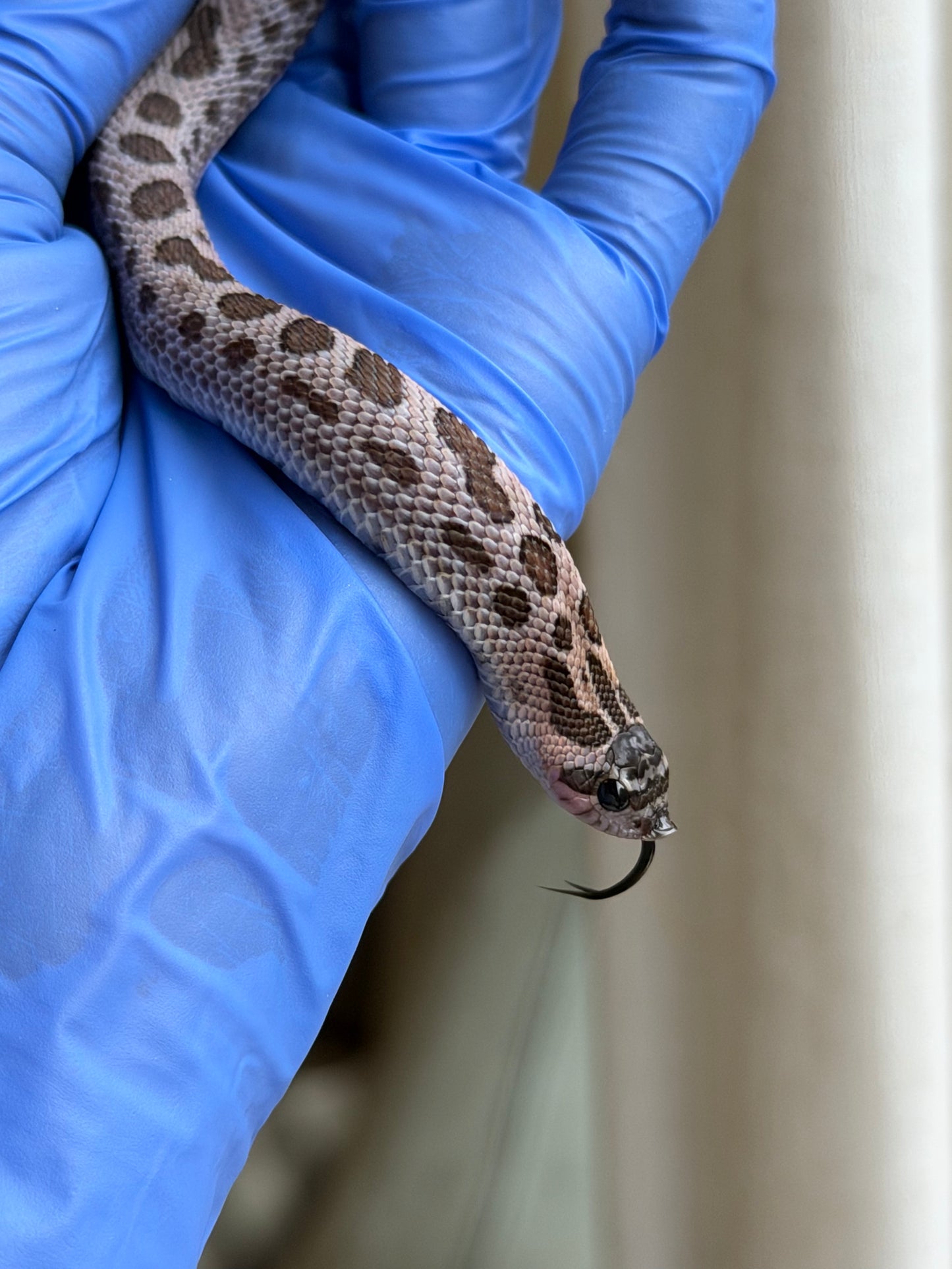 2025 超級北極紫貂康達Het白化 ♀ (H25363)