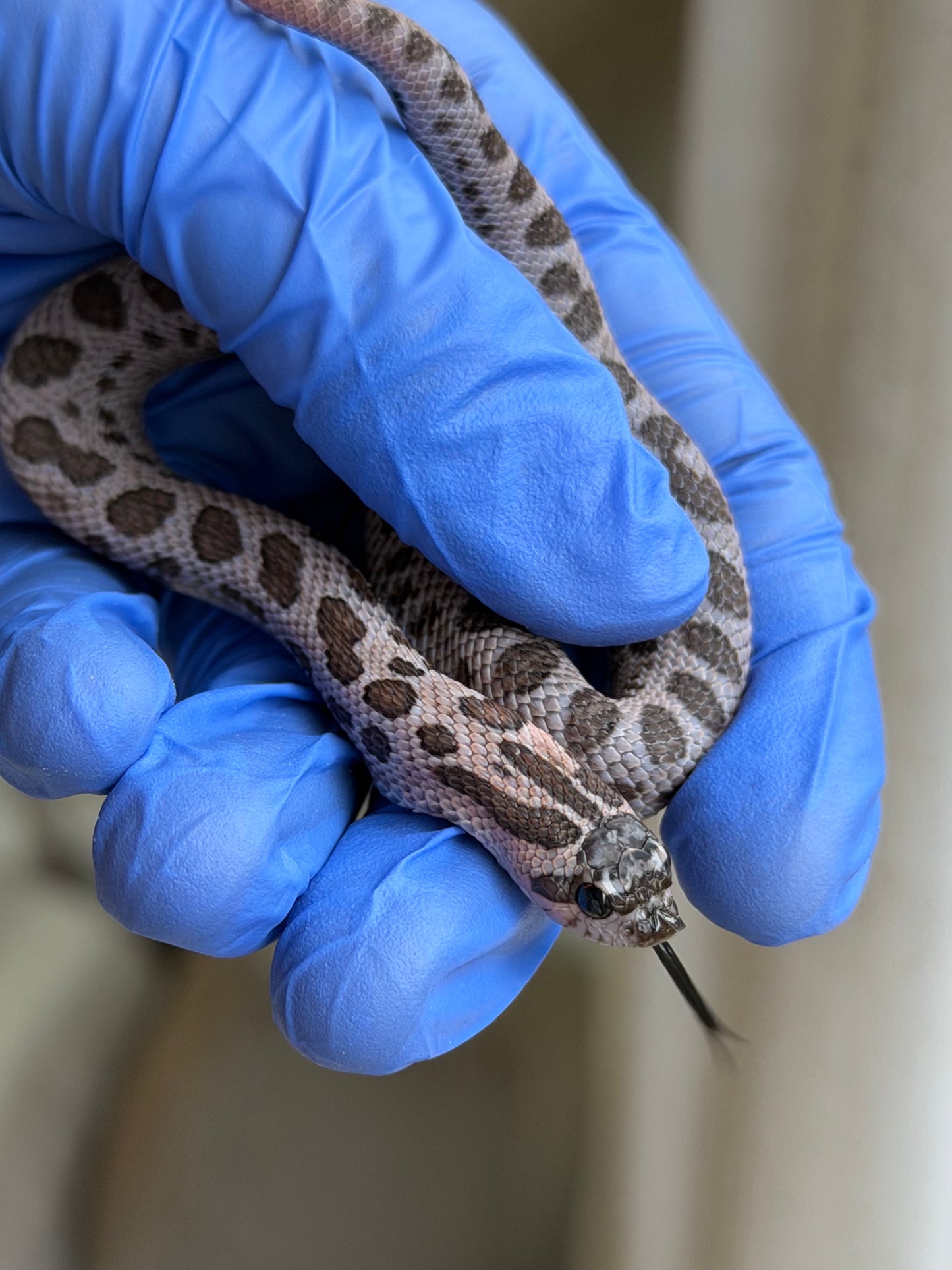 2025 超級北極紫貂康達Het白化 ♀ (H25363)