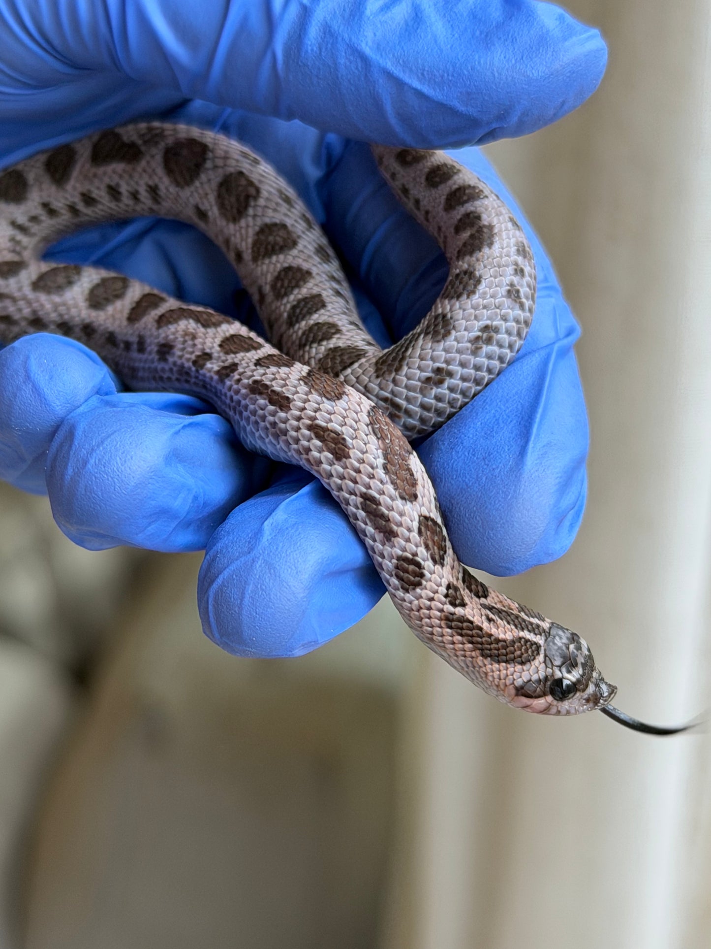 2025 超級北極紫貂康達Het白化 ♀ (H25363)