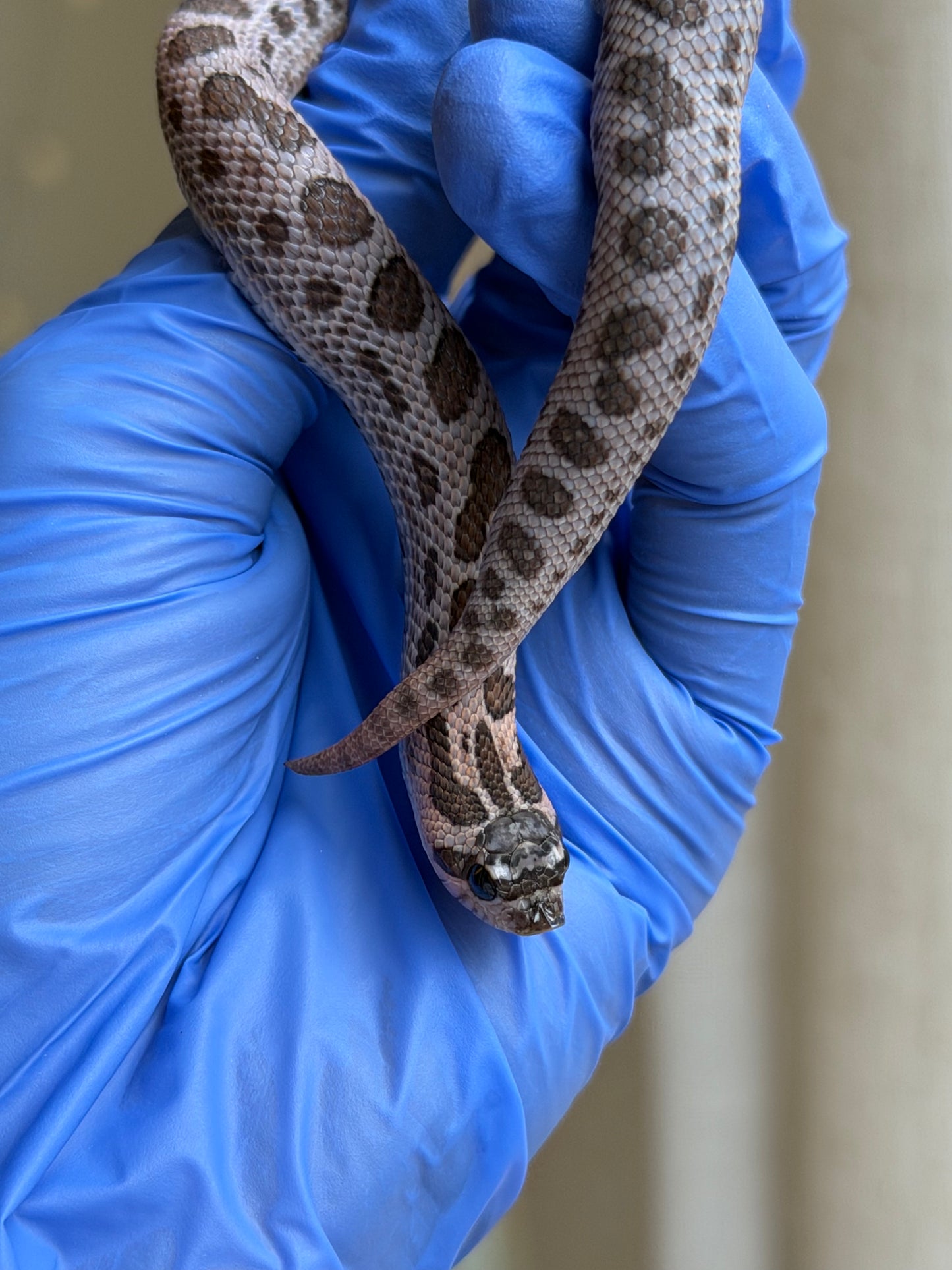 2025 超級北極紫貂康達Het白化 ♀ (H25363)