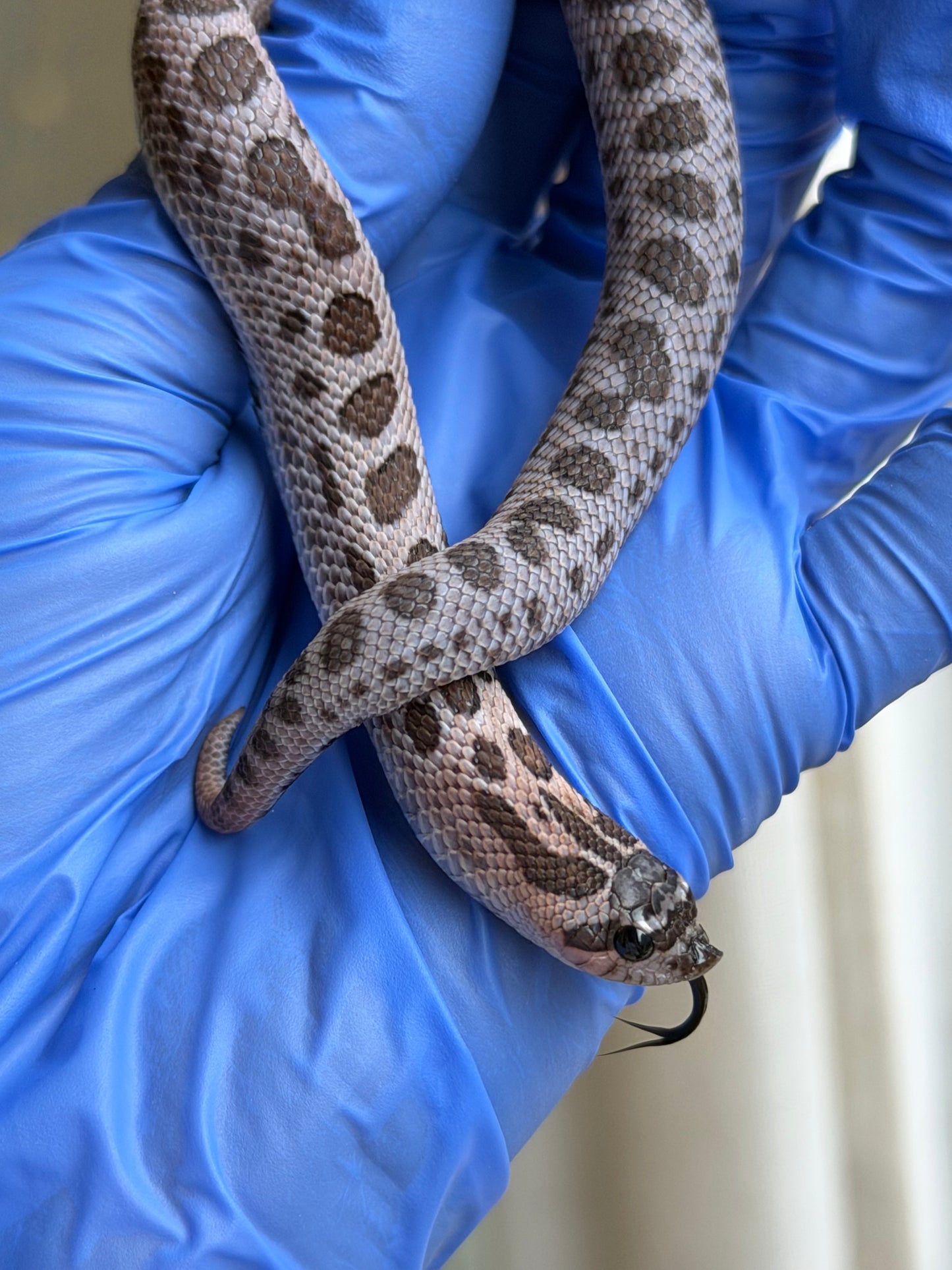 2025 超級北極紫貂康達Het白化 ♀ (H25363)